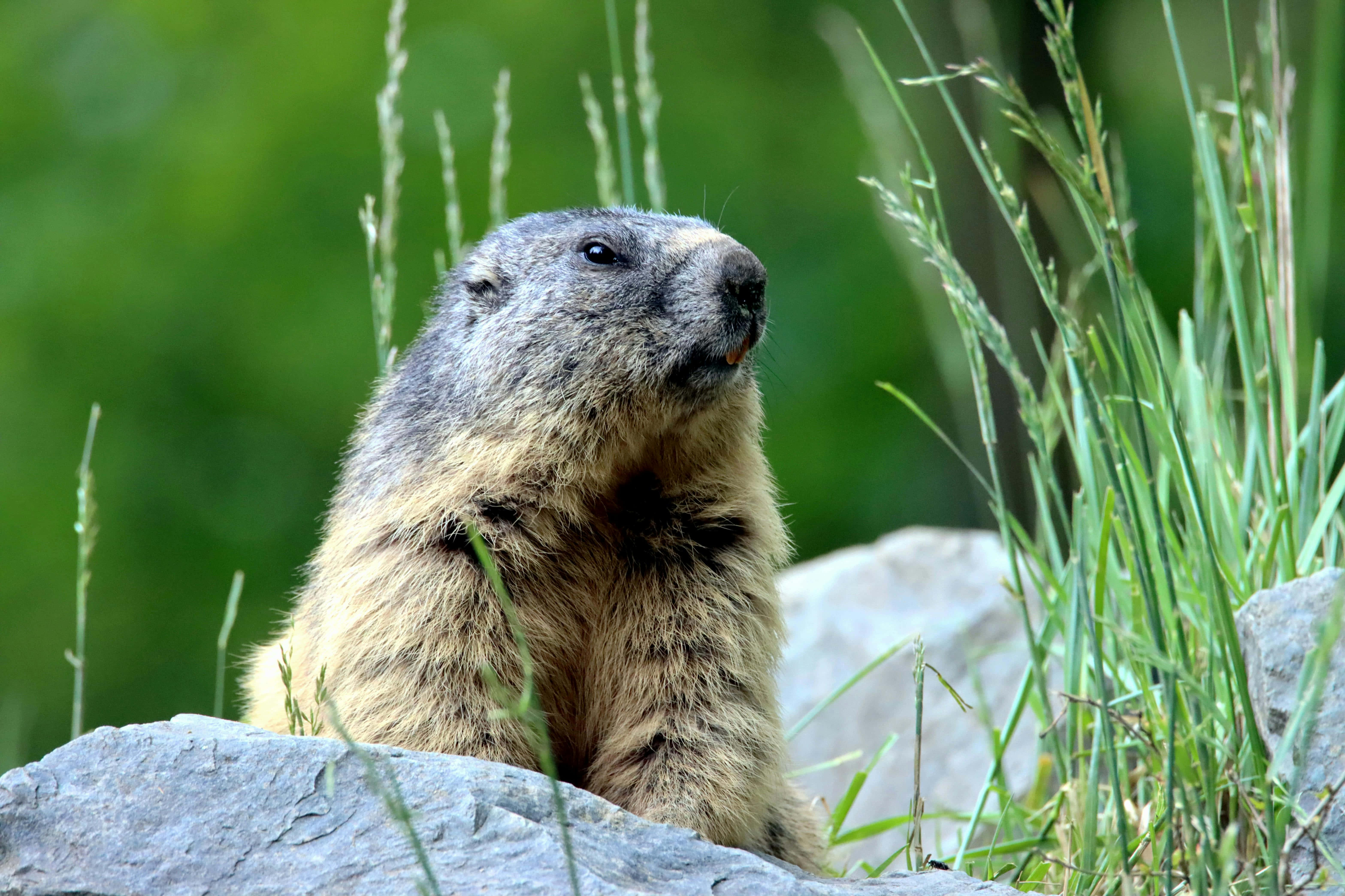 Woodchuck, gray rock, tall green grass, 5K Desktop Wallpaper