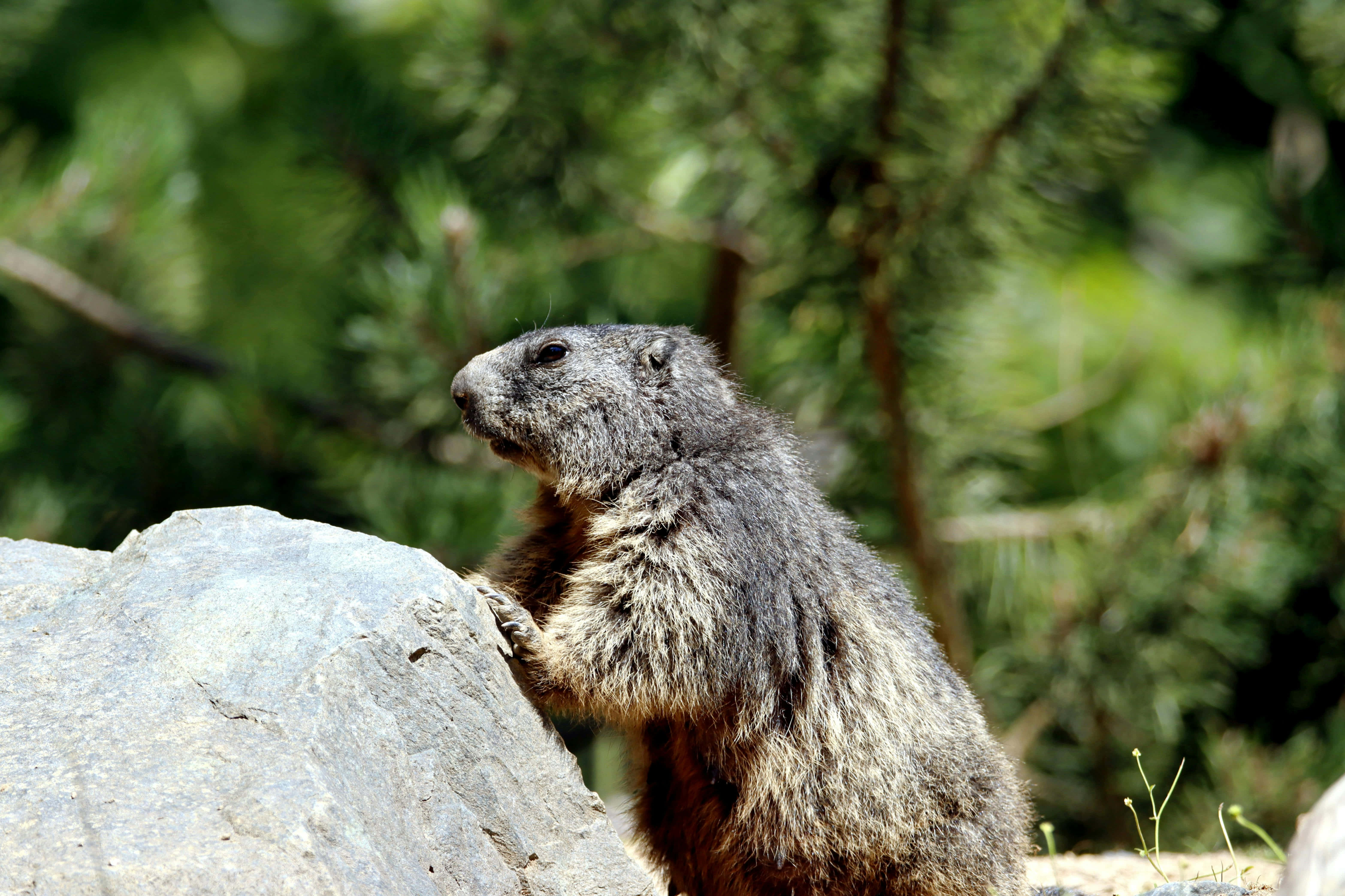 Woodchuck, rock, sunlit, 5K Desktop Wallpaper