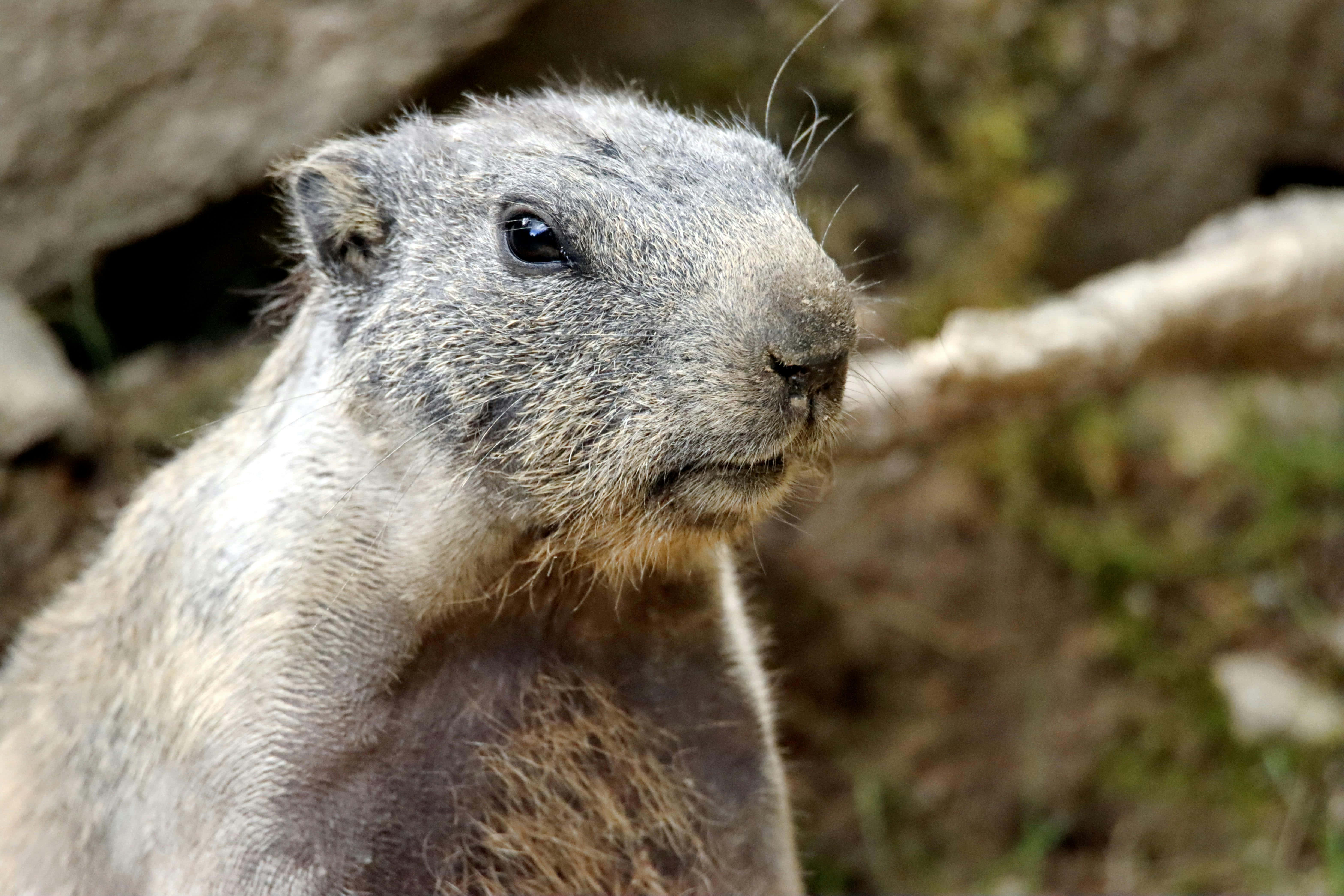 Woodchuck, gray marmot, rocky ledge, 5K Desktop Wallpaper