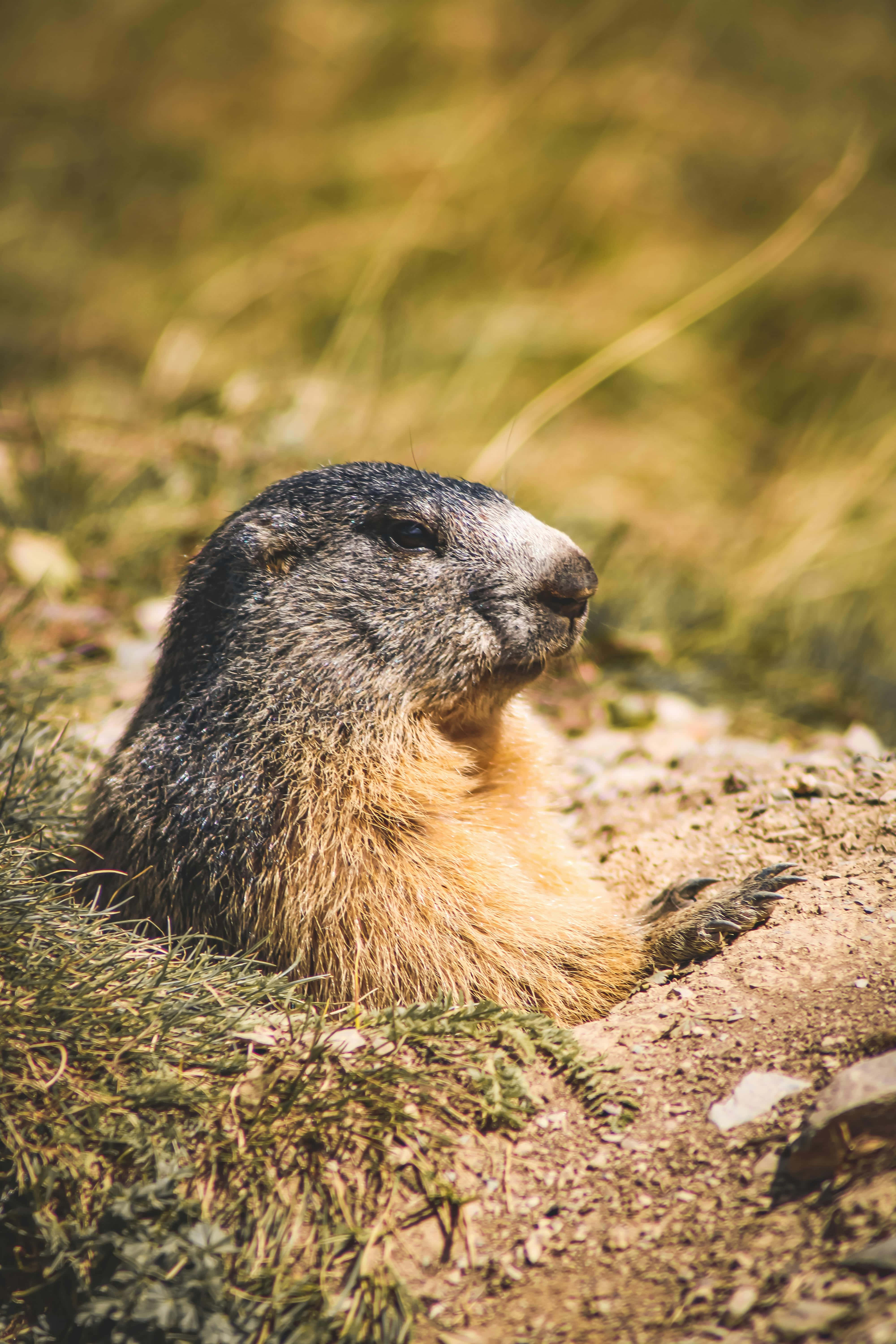 Woodchuck, sunlit grass, blurred natural background, 5K Phone Wallpaper