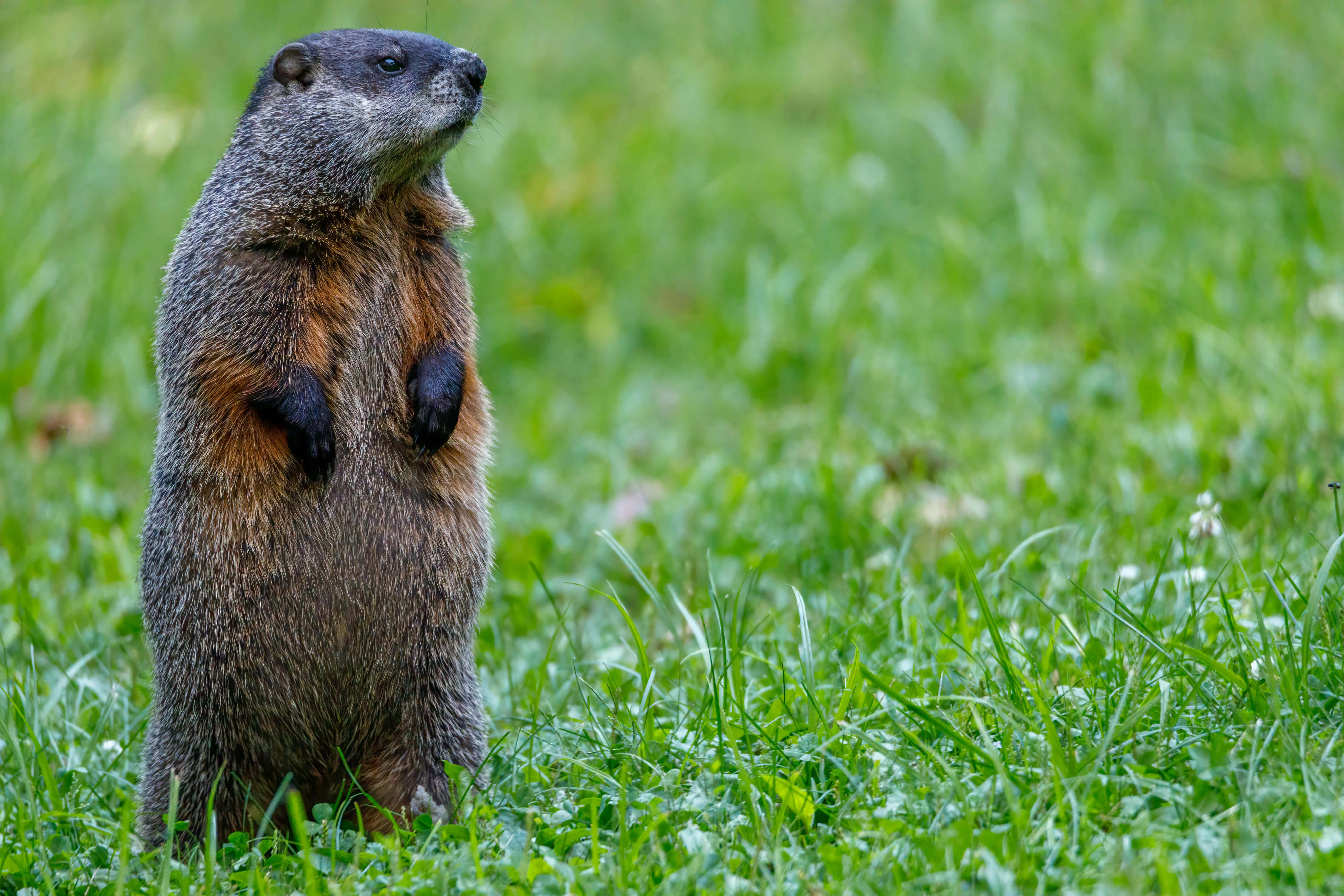 Woodchuck, grassy terrain, alert curiosity, 5K Desktop Wallpaper