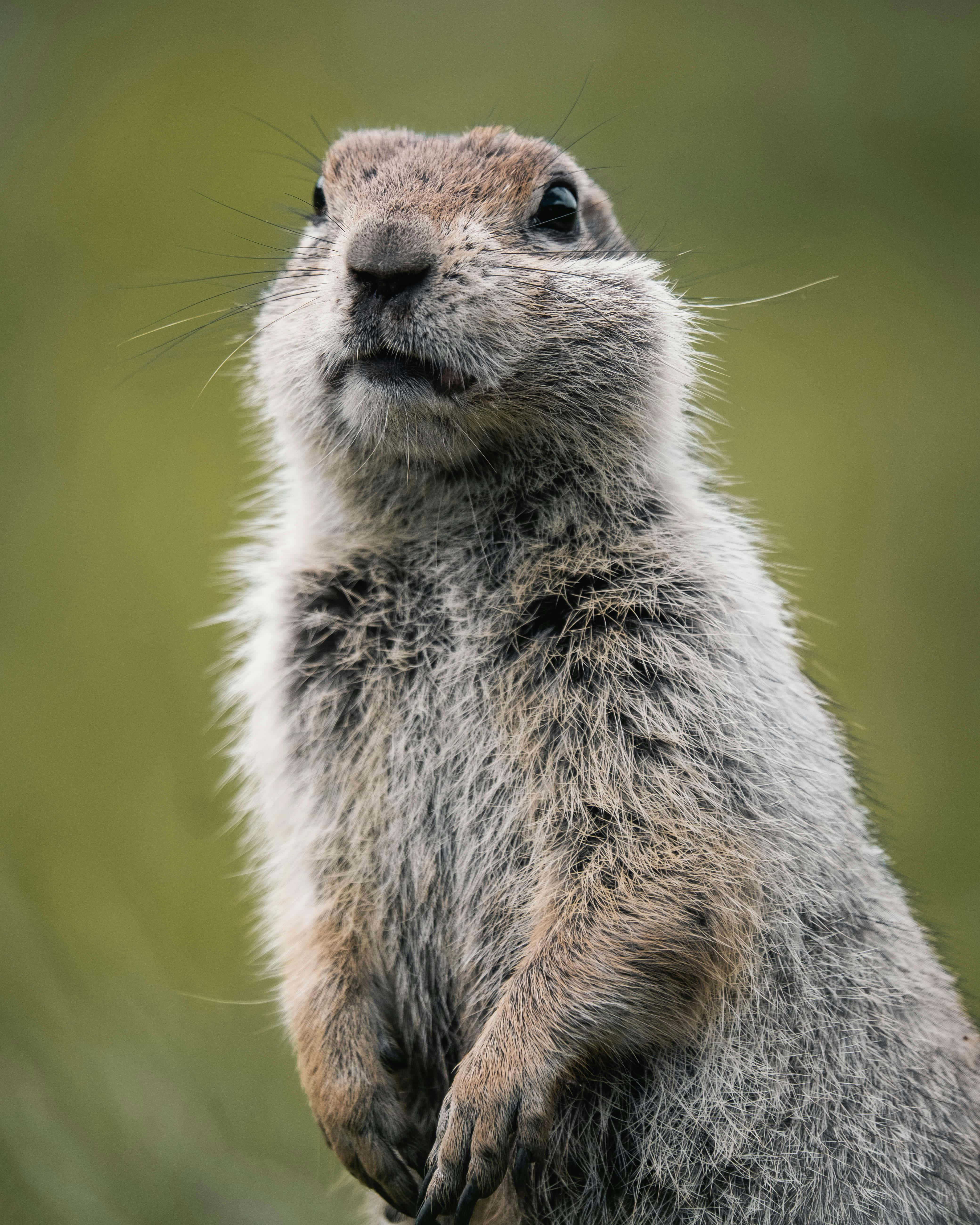 Woodchuck, groundhog, upright, 5K Phone Wallpaper