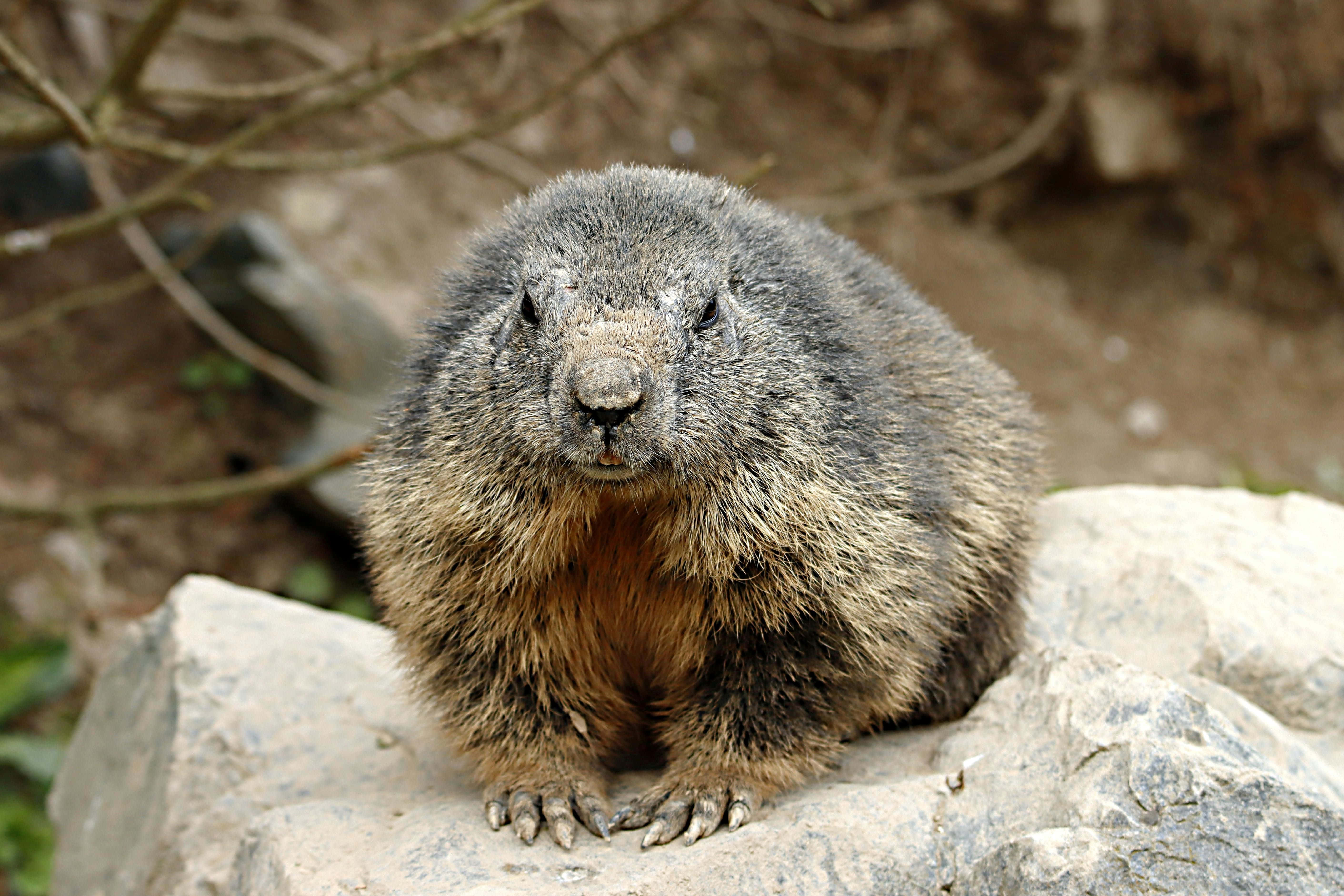 Woodchuck, gray rock, furry marmot, 5K Desktop Wallpaper