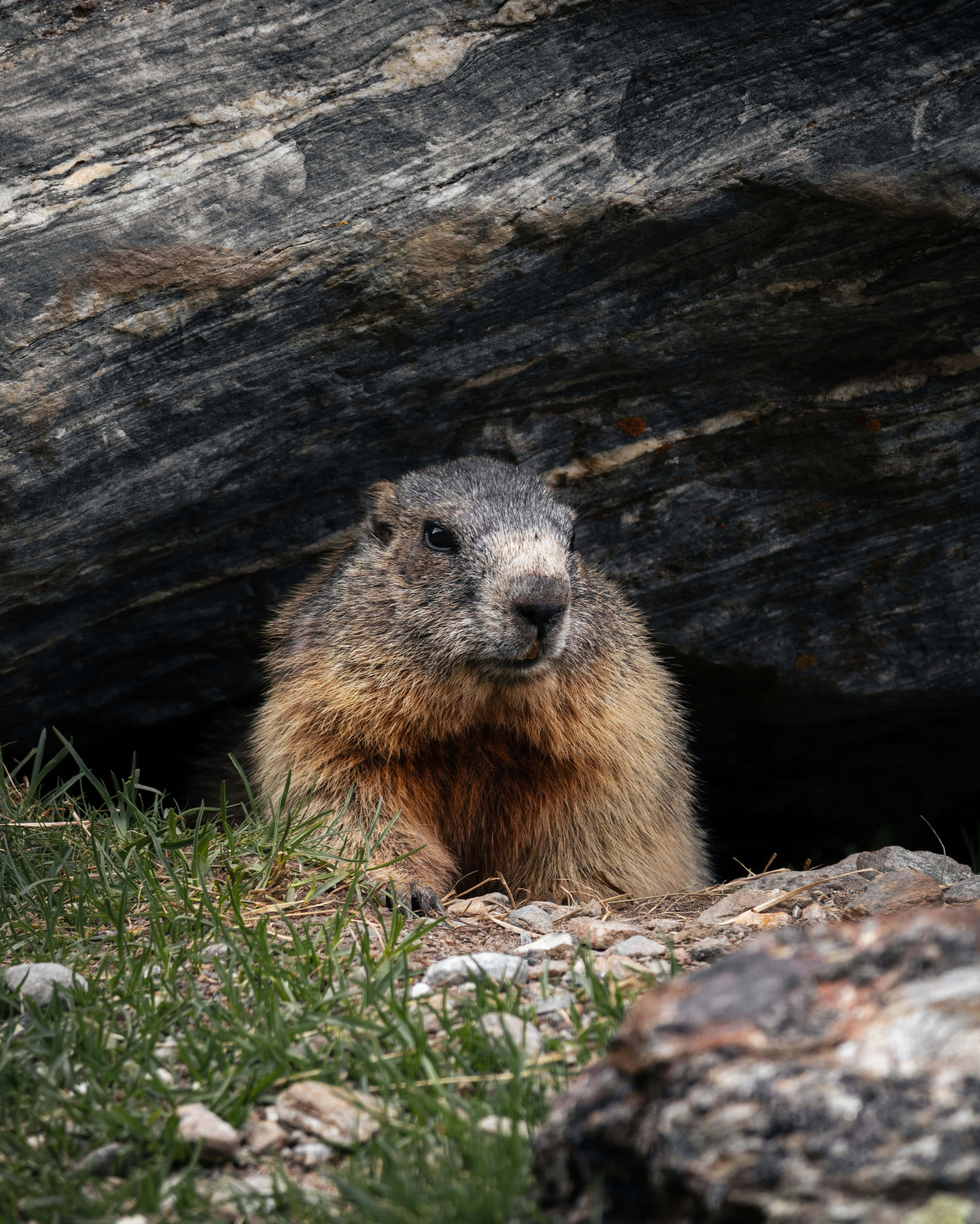 woodchuck, brown and gray fur, large dark rock, 4K Phone Wallpaper