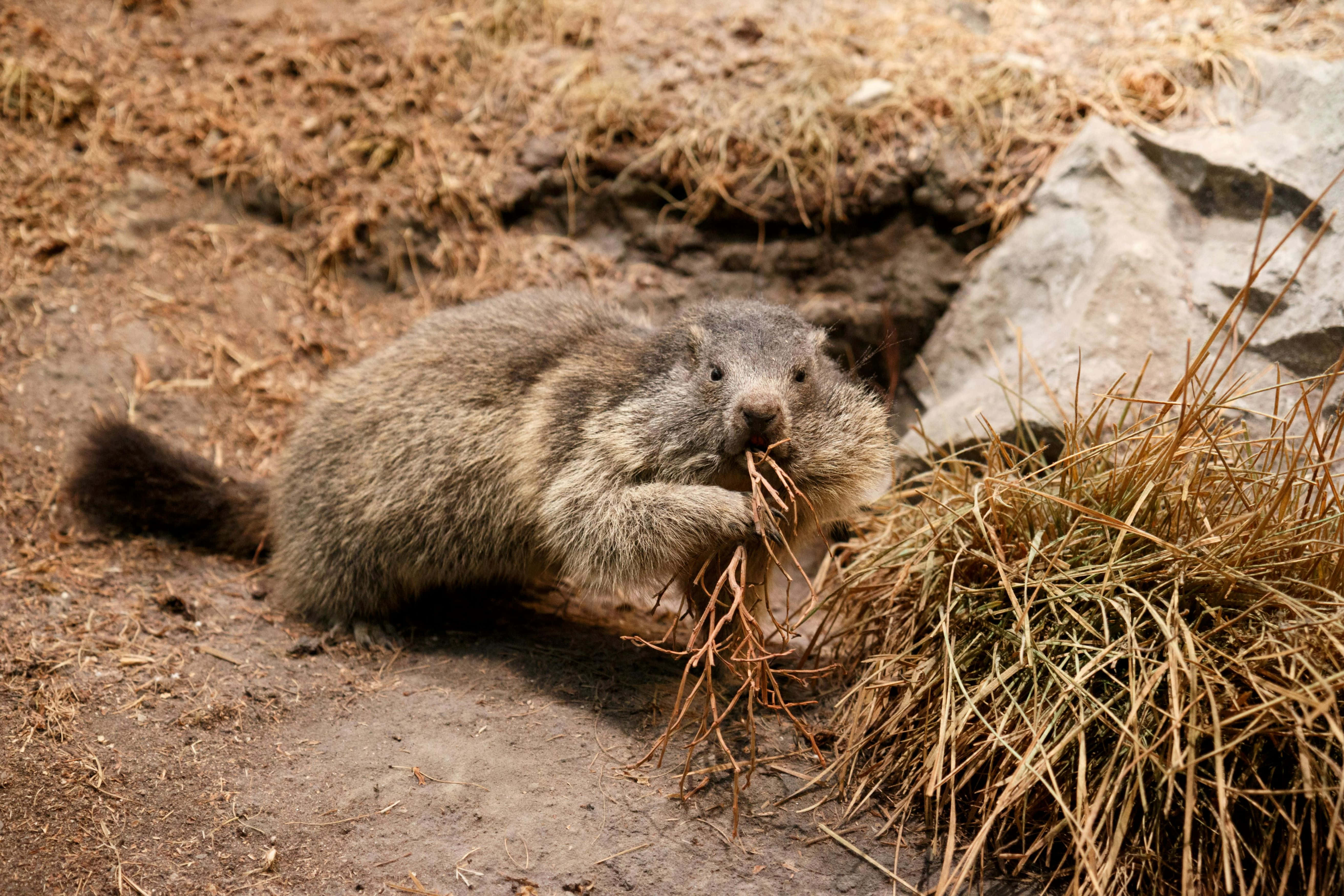 woodchuck, rocky burrow entrance, sunlit alpine meadow, 5K Desktop Wallpaper