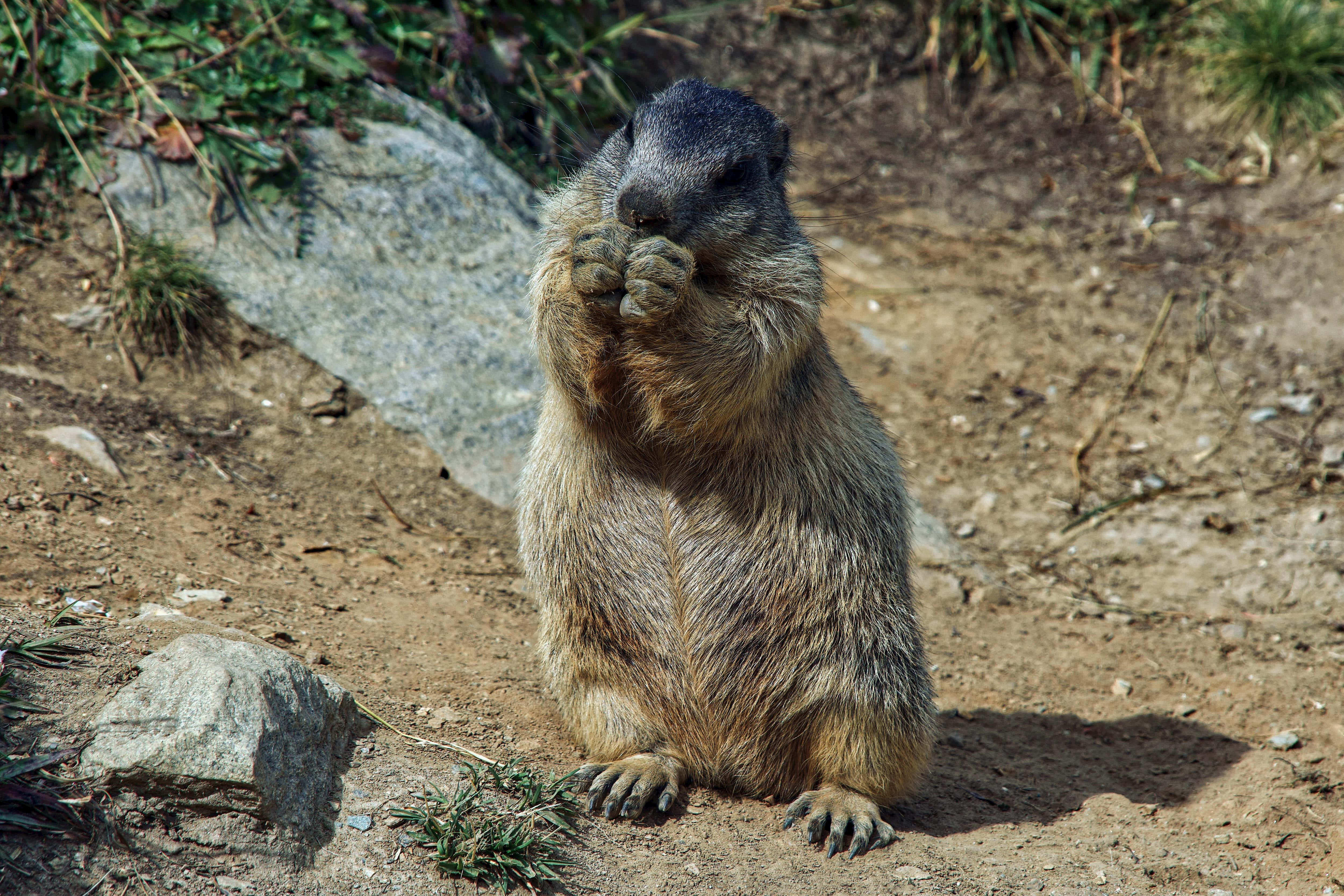 Woodchuck, sunlit dirt, rocks, 4K Desktop Wallpaper
