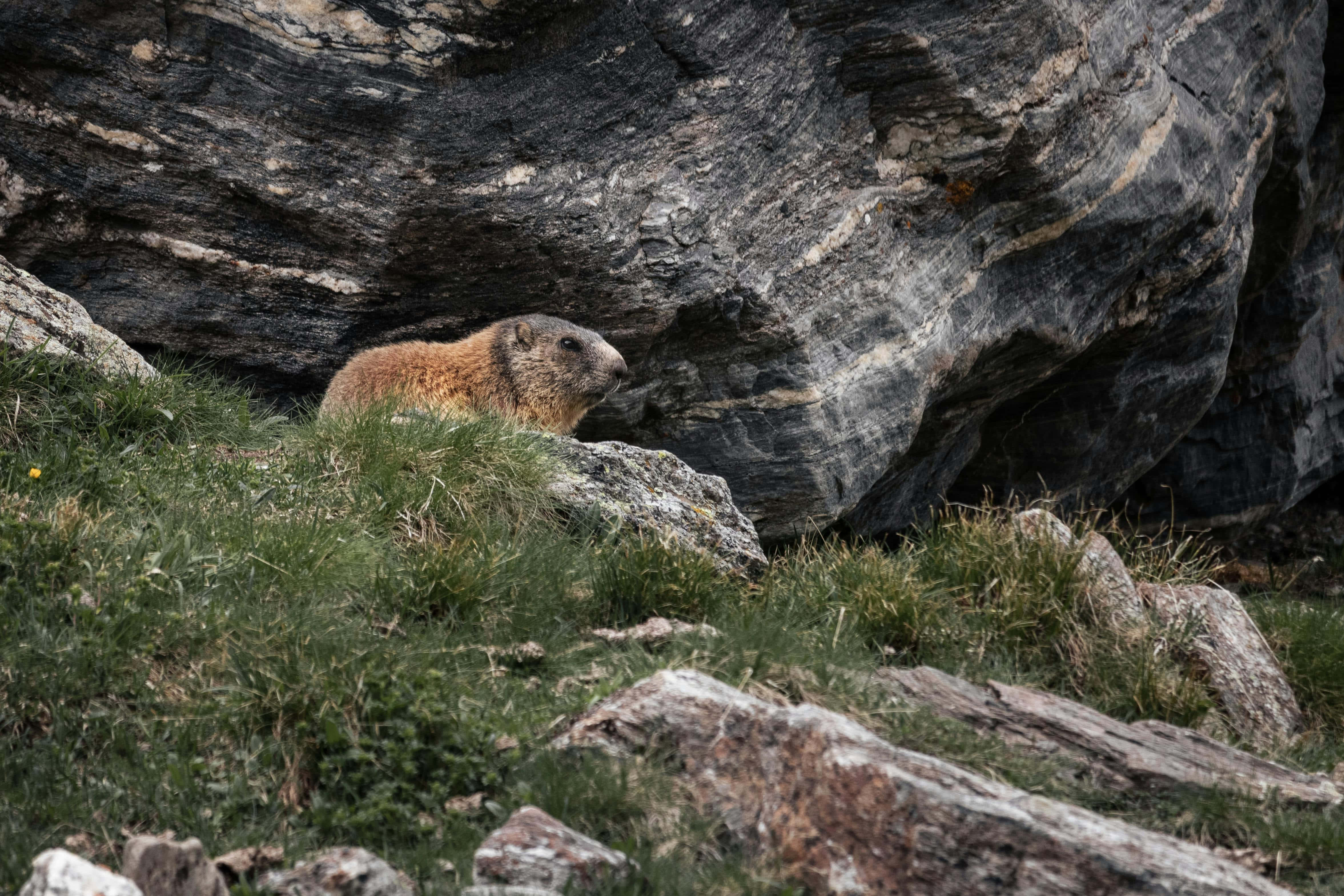 Woodchuck, natural habitat, grassy terrain, 4K Desktop Wallpaper