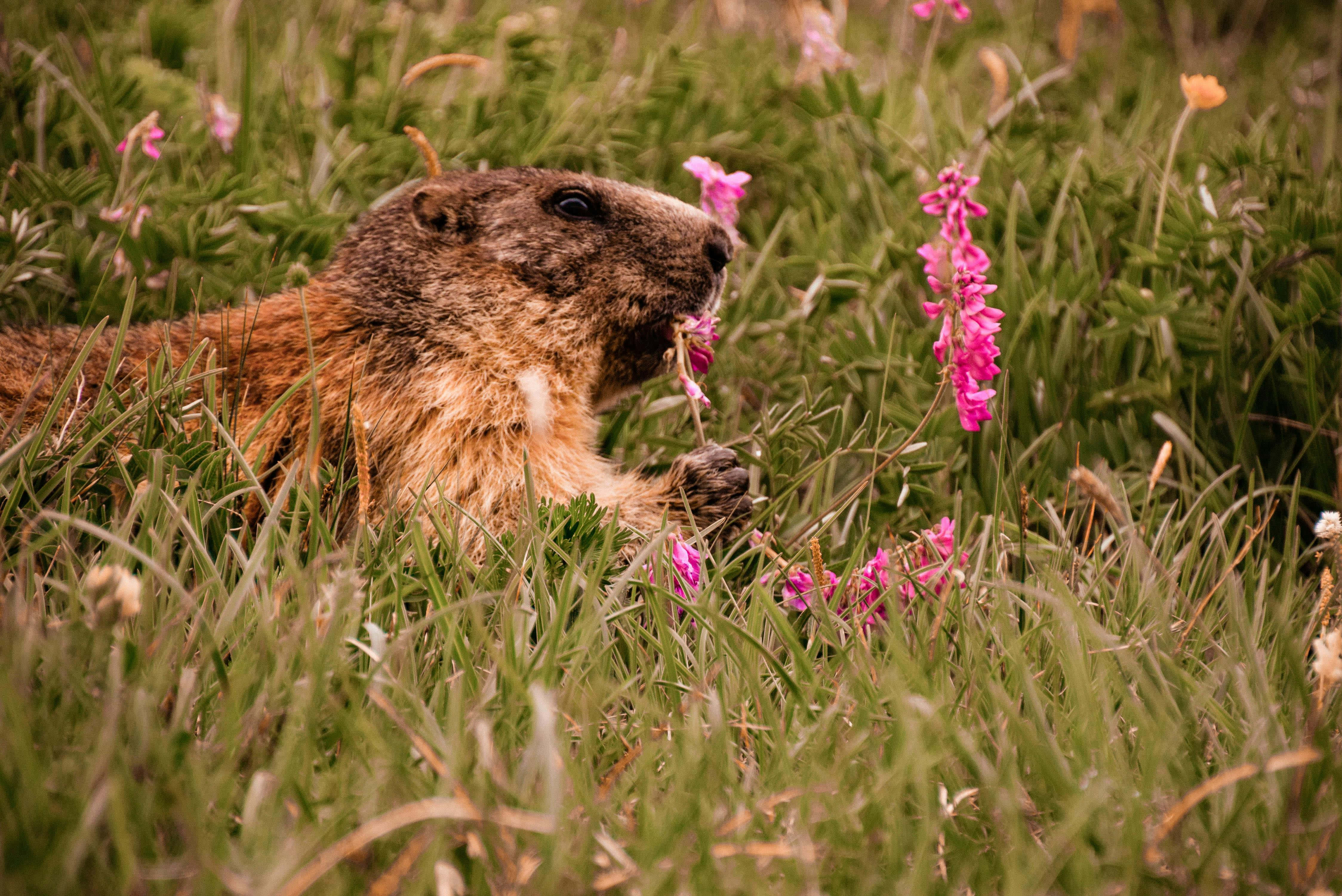 Woodchuck, pink flower, tall green grass, 4K Desktop Wallpaper