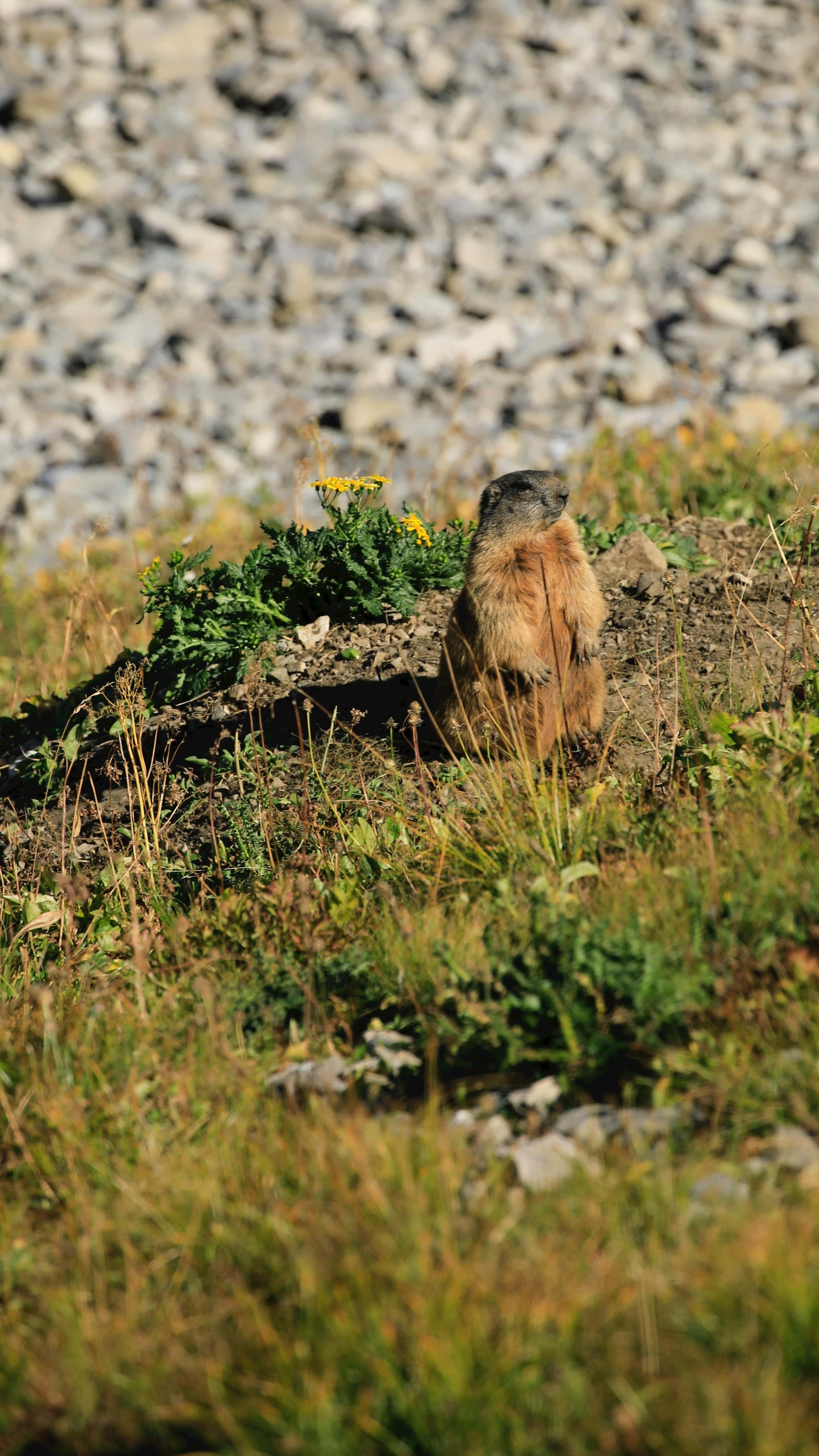 Woodchuckin Nature, marmot, grassy mound, 4K Phone Wallpaper