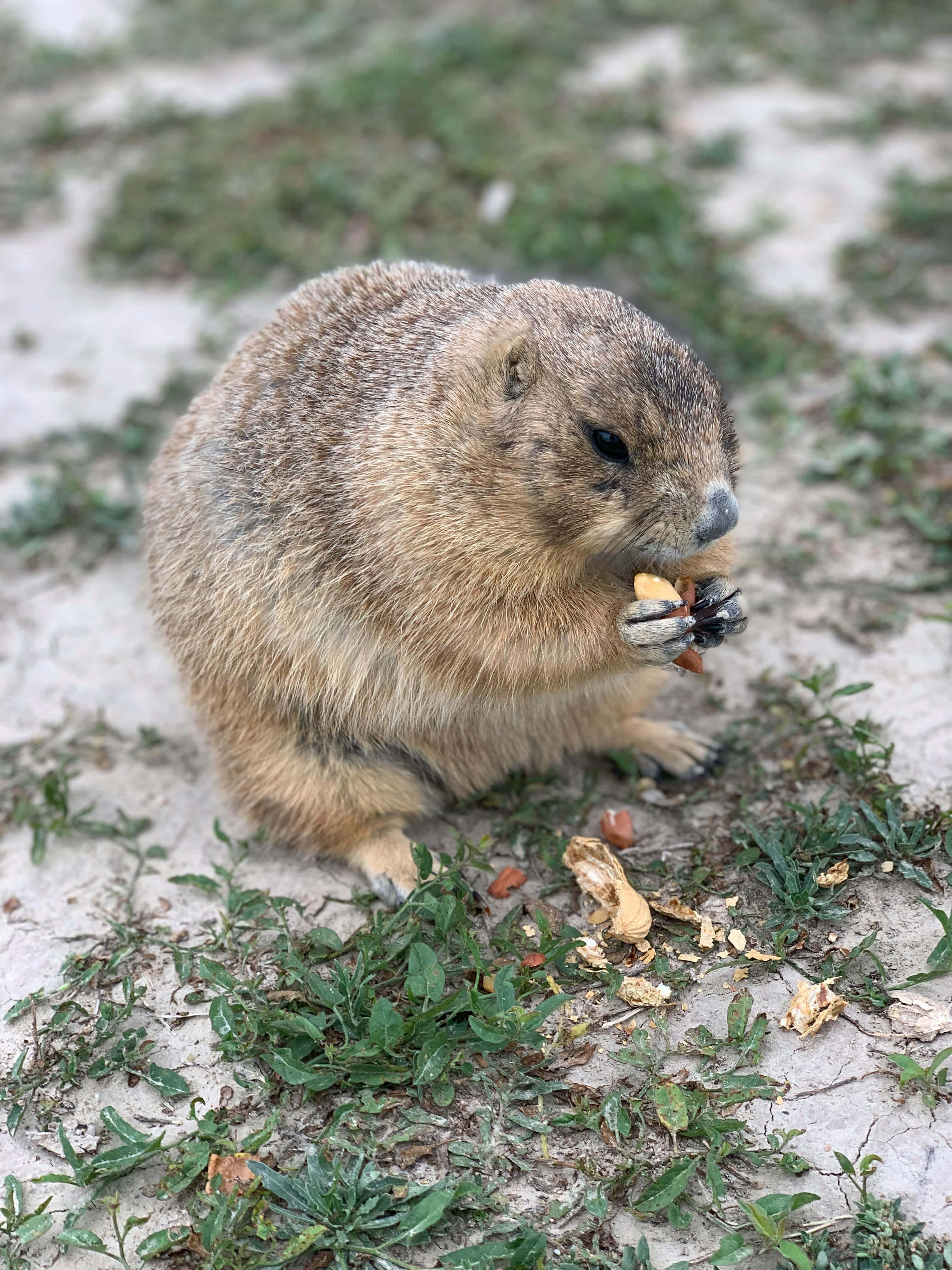 Woodchuck, fluffy brown, nut, 4K Phone Wallpaper