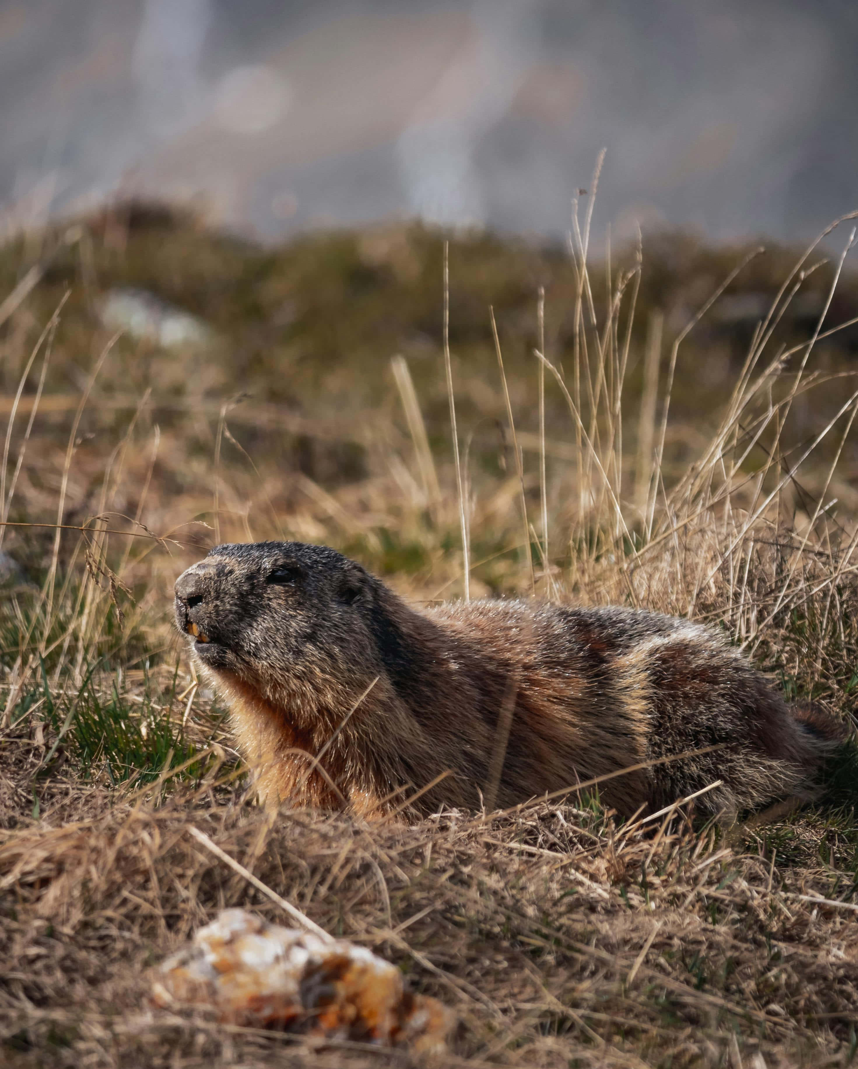 Woodchuck, grassland, sunlit hillside, 2K Phone Wallpaper