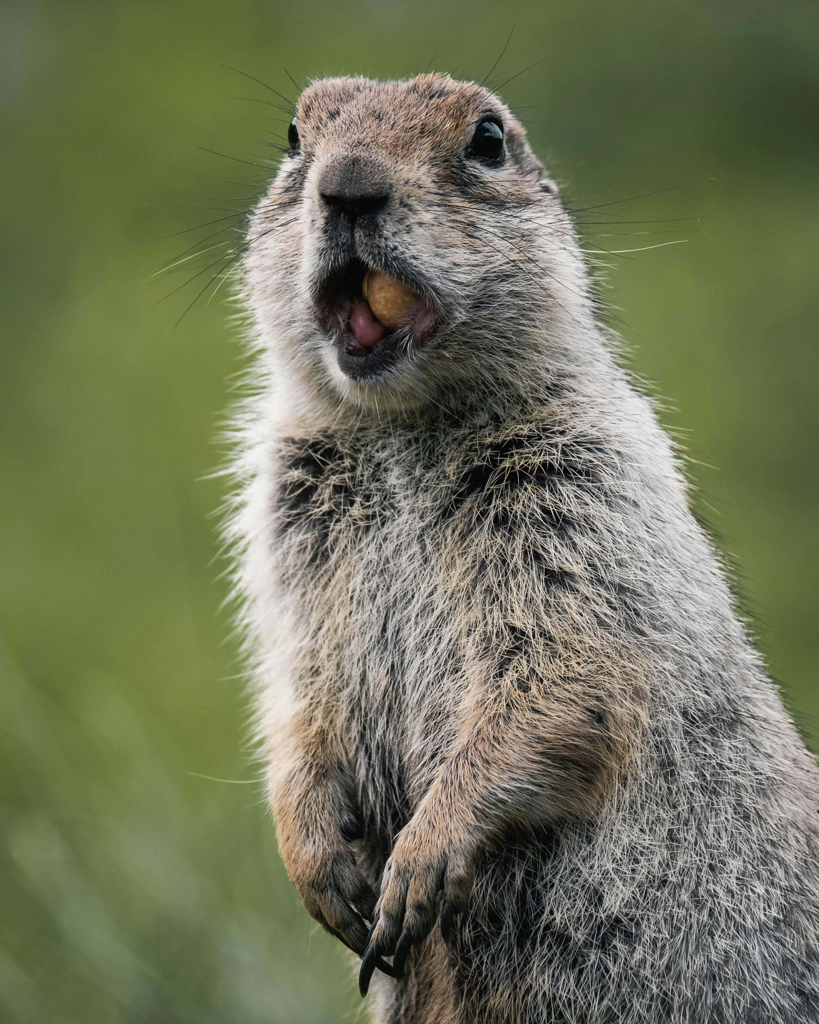 Woodchuck, green background, grassy field, 2K Phone Wallpaper