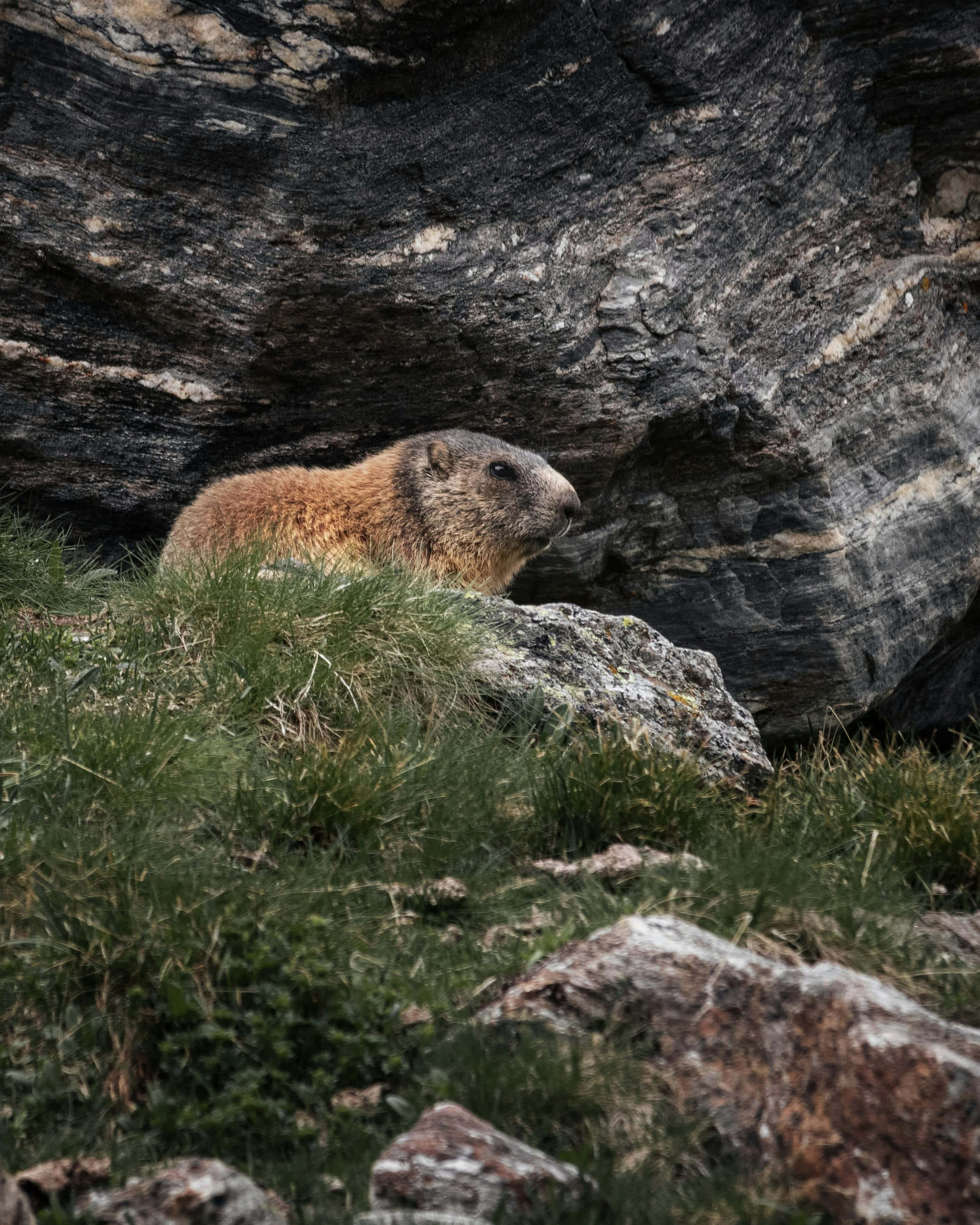 Woodchuck, brown fur, grassy rocks, 2K Phone Wallpaper