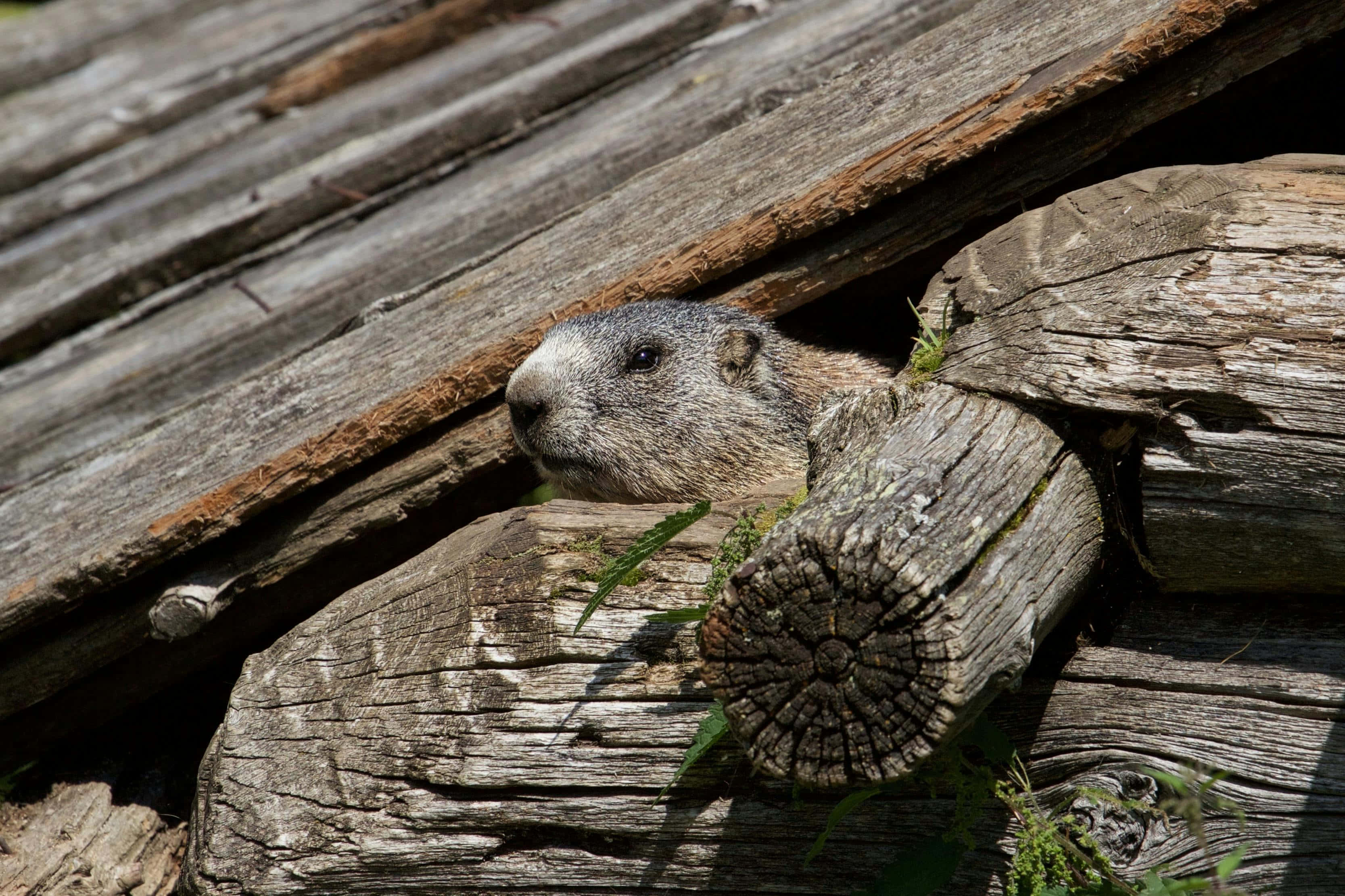 woodchuck, wooden logs, weathered wooden logs, 2K Desktop Wallpaper
