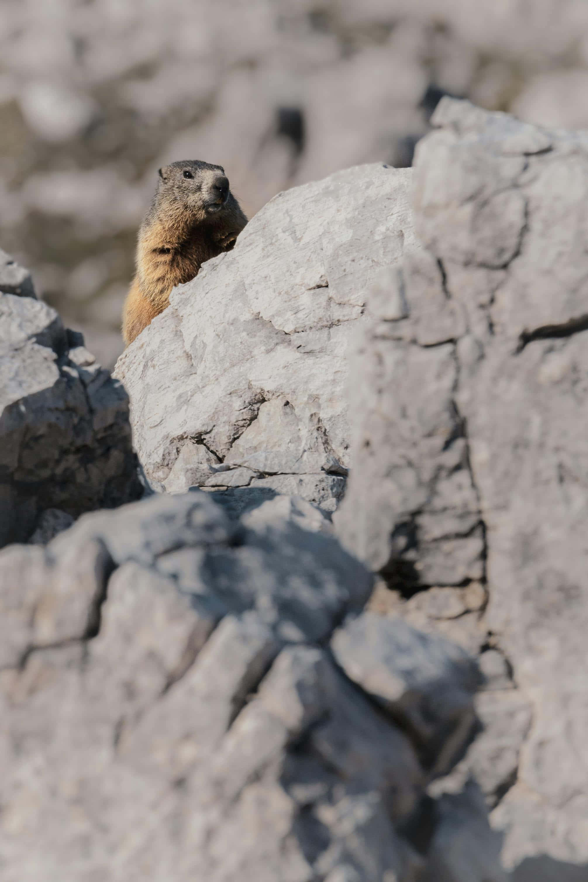 Woodchuck, sunlit gray rock, rugged mountainous terrain, 2K Phone Wallpaper