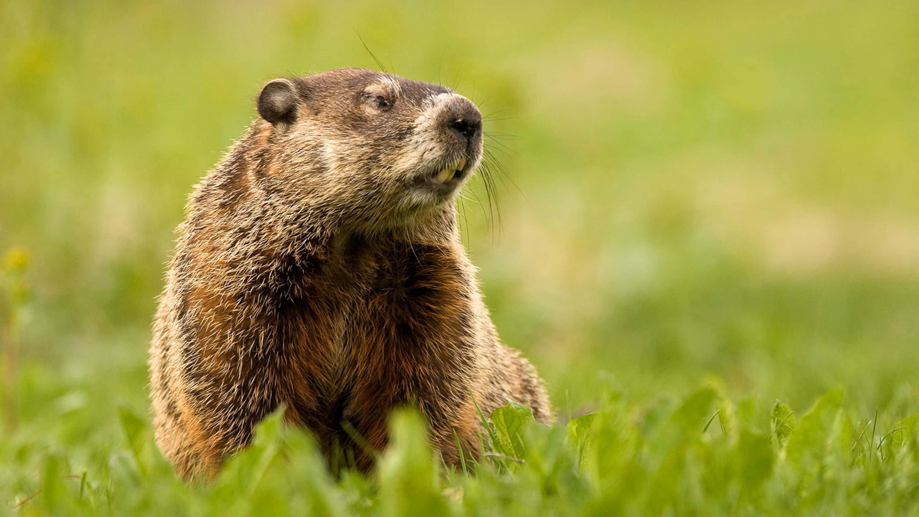 Woodchuck, vibrant green grass, bright daylight, 2K Desktop Wallpaper