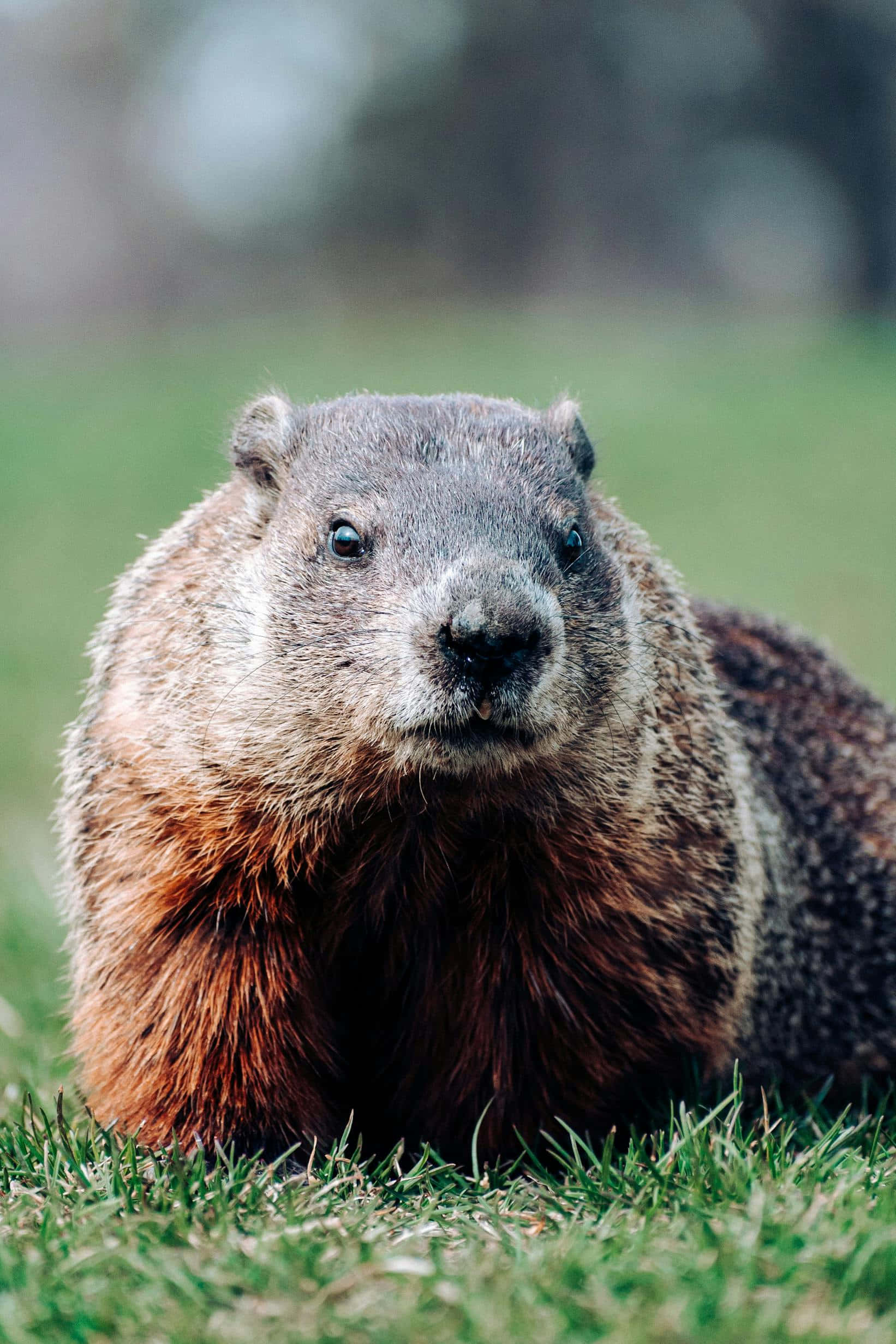 Woodchuck, vibrant green grass, dark eyes, Full HD Phone Wallpaper