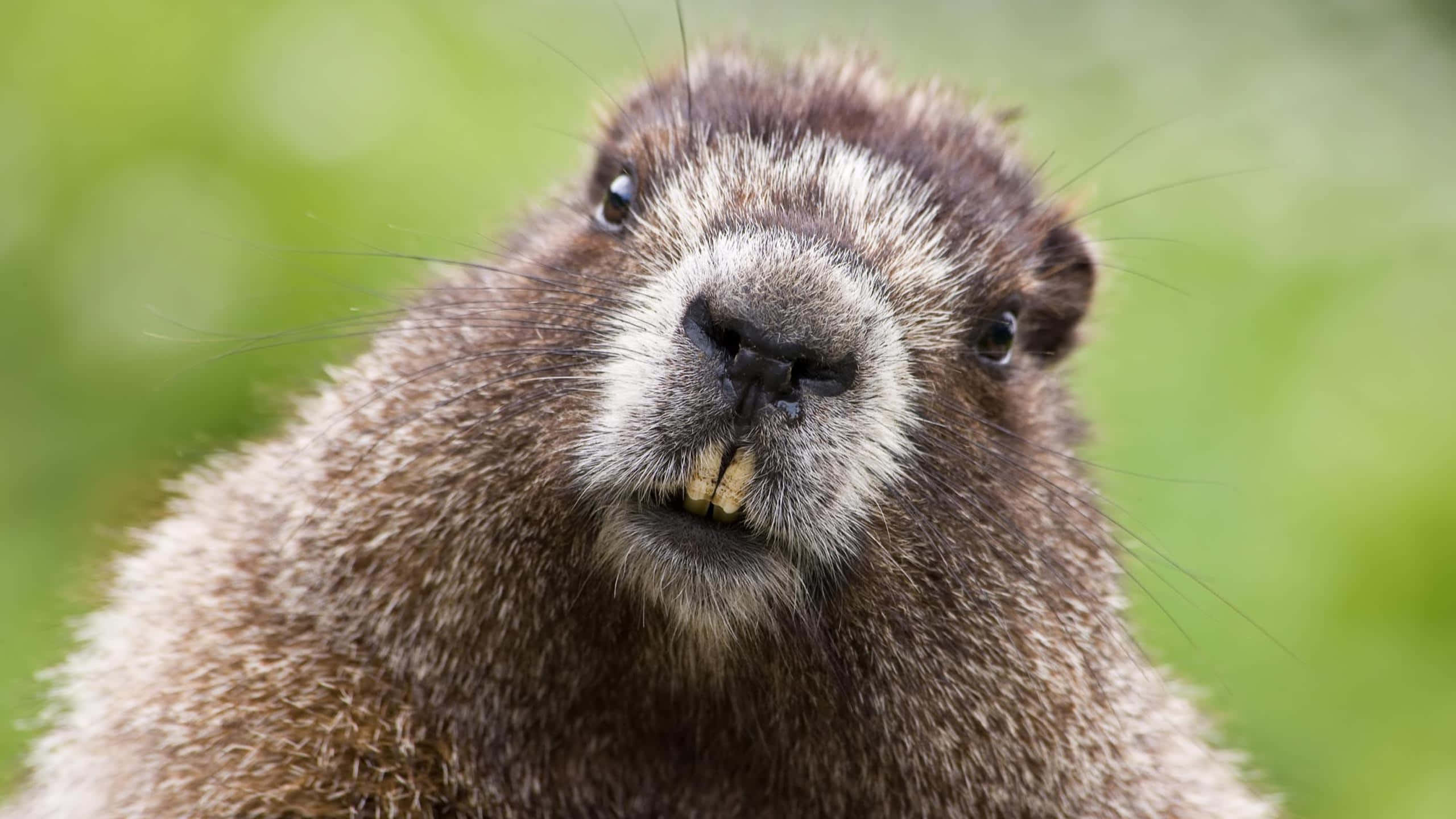 woodchuck, curious marmot, prominent whiskers, 2K Desktop Wallpaper