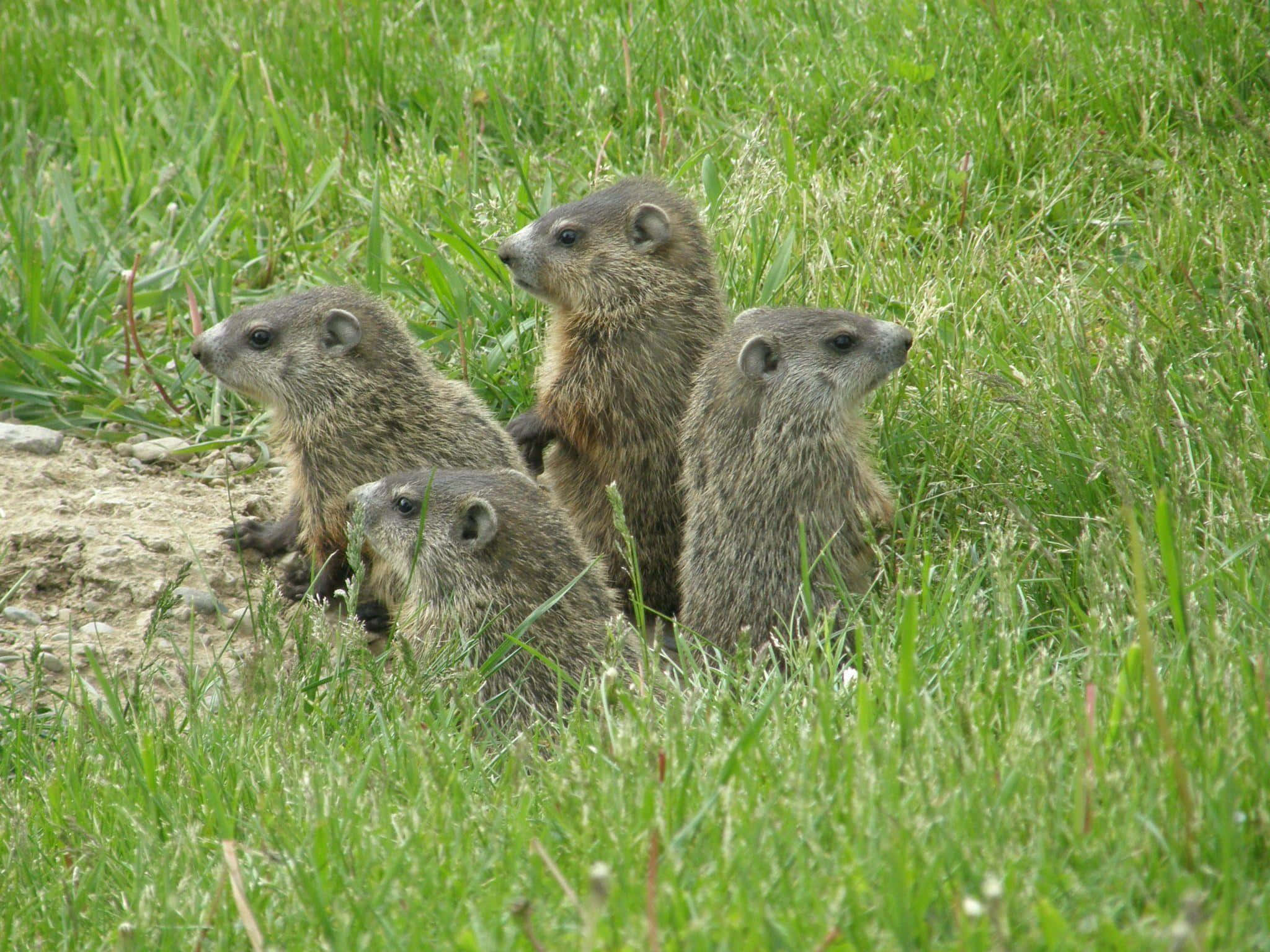 Woodchuck, marmots, lush green grass, Full HD Desktop Wallpaper
