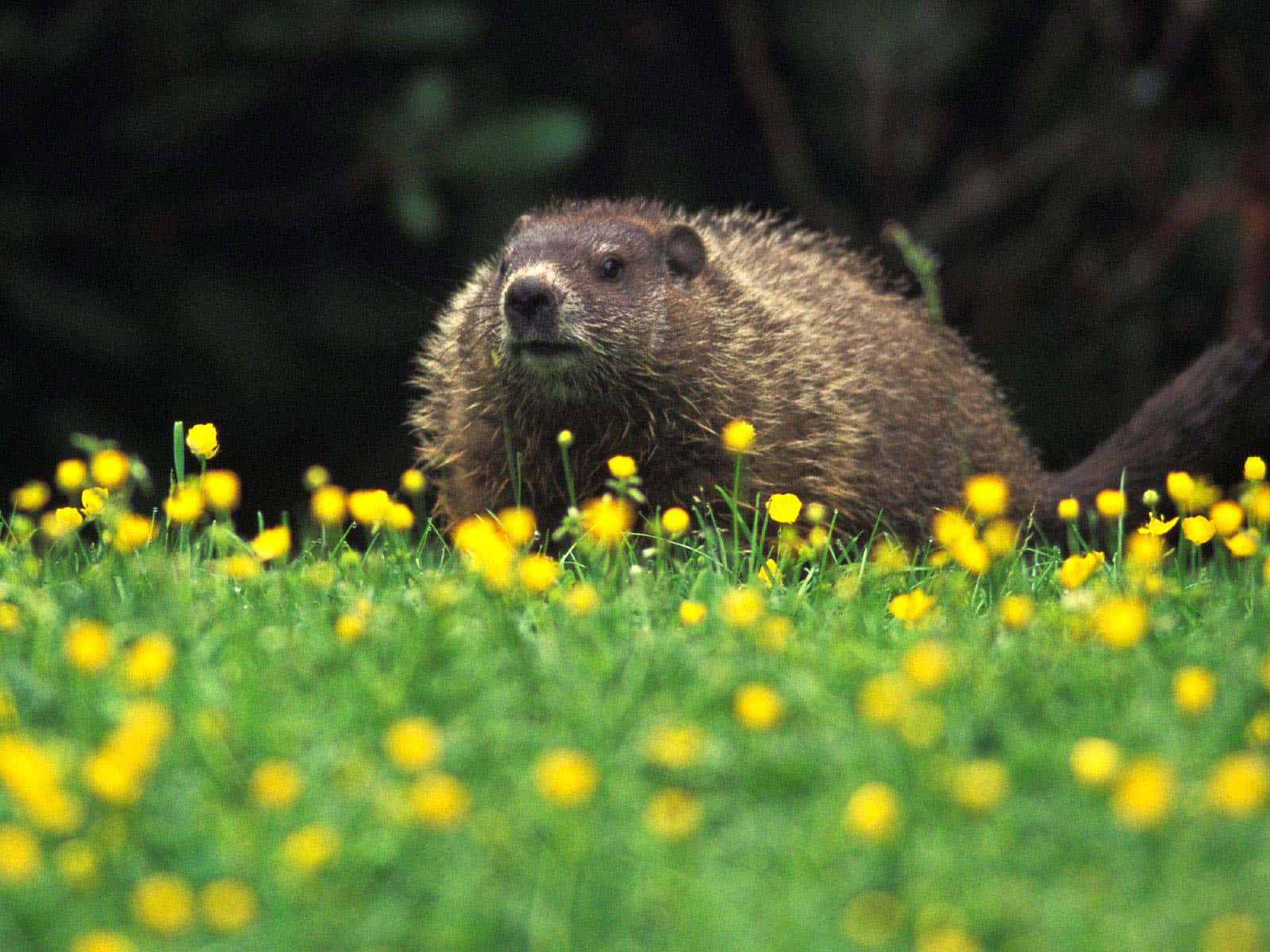 Woodchuck, springtime meadow, yellow buttercups, HD Desktop Wallpaper