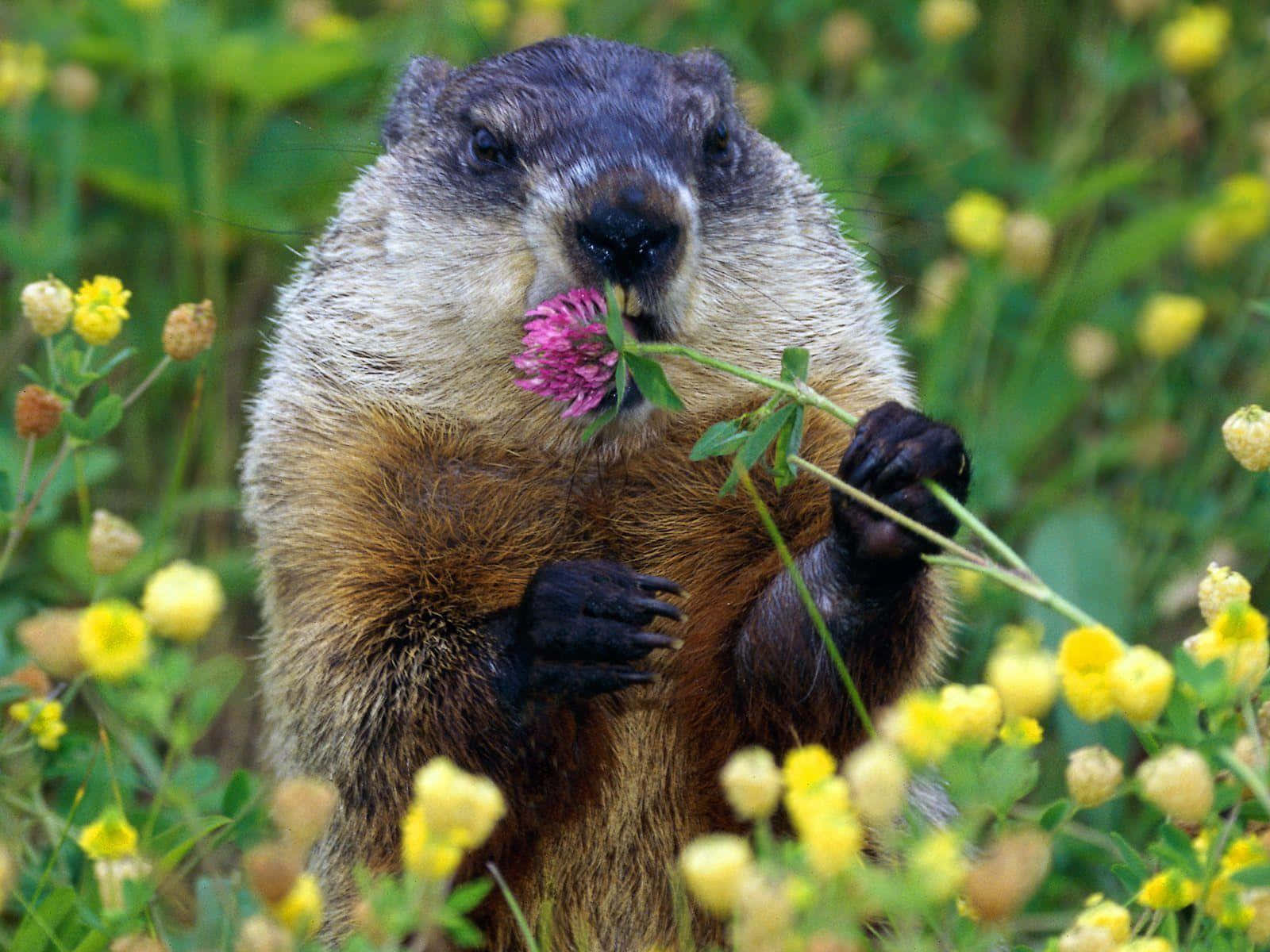 woodchuck, pink clover flower, field of yellow blooms, HD Desktop Wallpaper