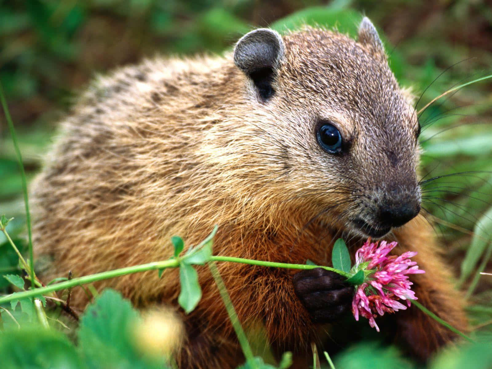 Woodchuck, pink clover flower, lush green grass, HD Desktop Wallpaper