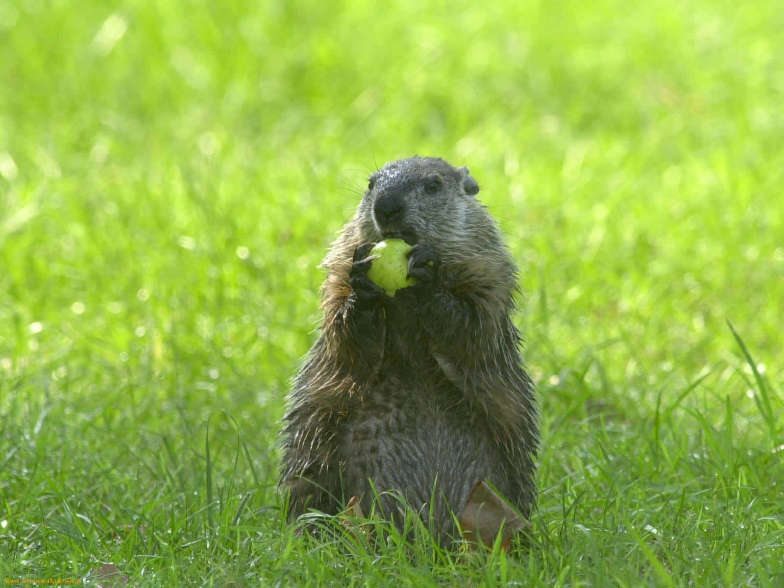 Woodchuck, apple, vibrant green grass, HD Desktop Wallpaper