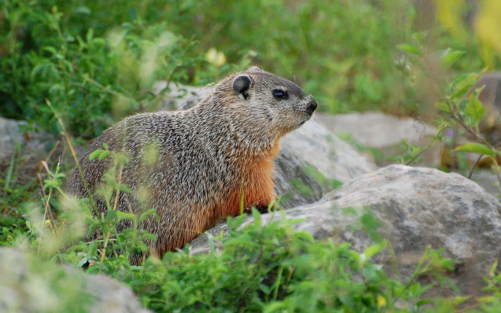 Woodchuck, gray fur, orange chest, HD Desktop Wallpaper