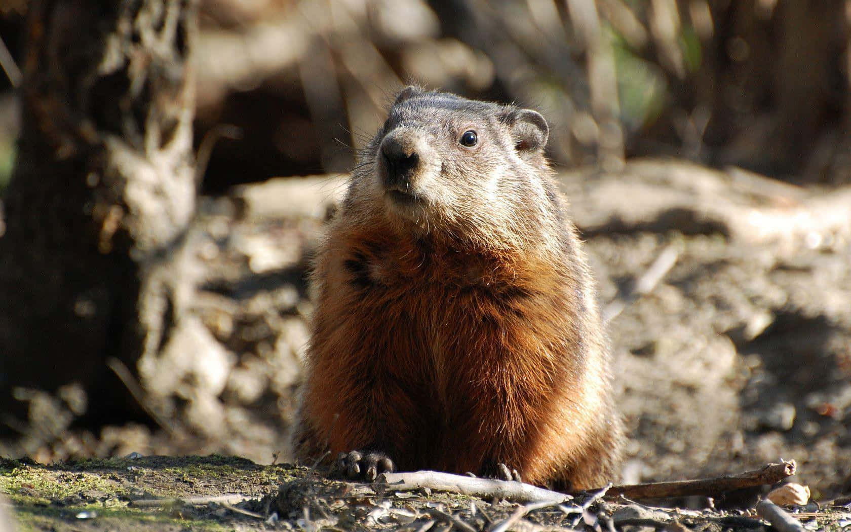 Curious Woodchuckin Nature.jpg, furry marmot, brown fur, HD Desktop Wallpaper