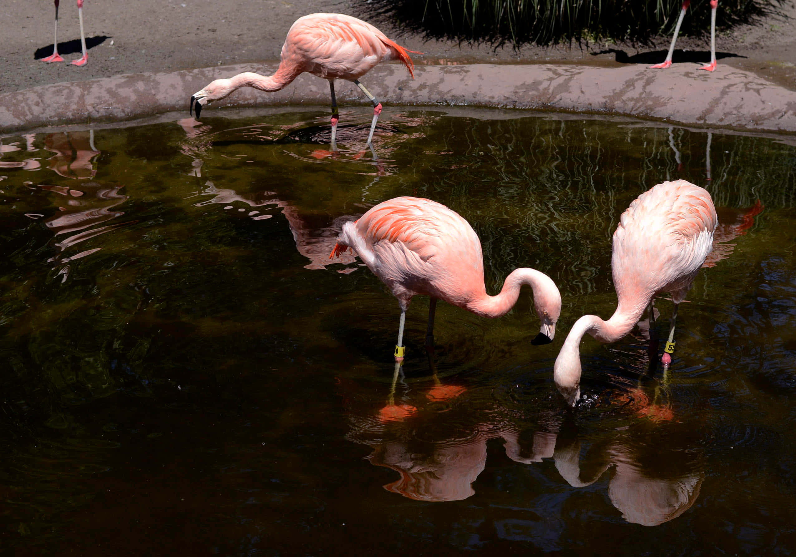 flamingos, dark reflective pond, bright sunlight, Full HD Desktop Wallpaper