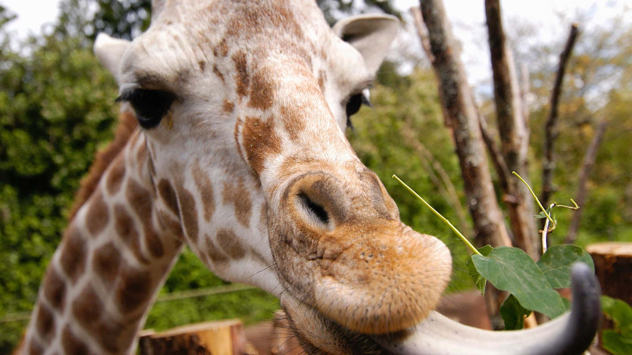 giraffe, long tongue, blurred green forest backdrop, 2K Desktop Wallpaper