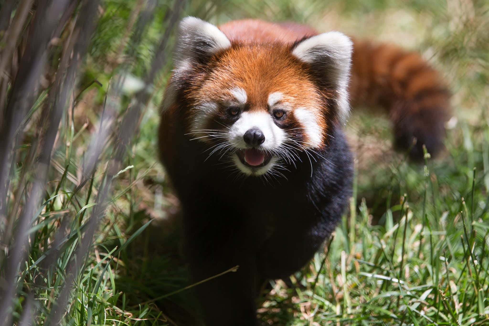 red panda, Woodland Park Zoo, white face, Full HD Desktop Wallpaper