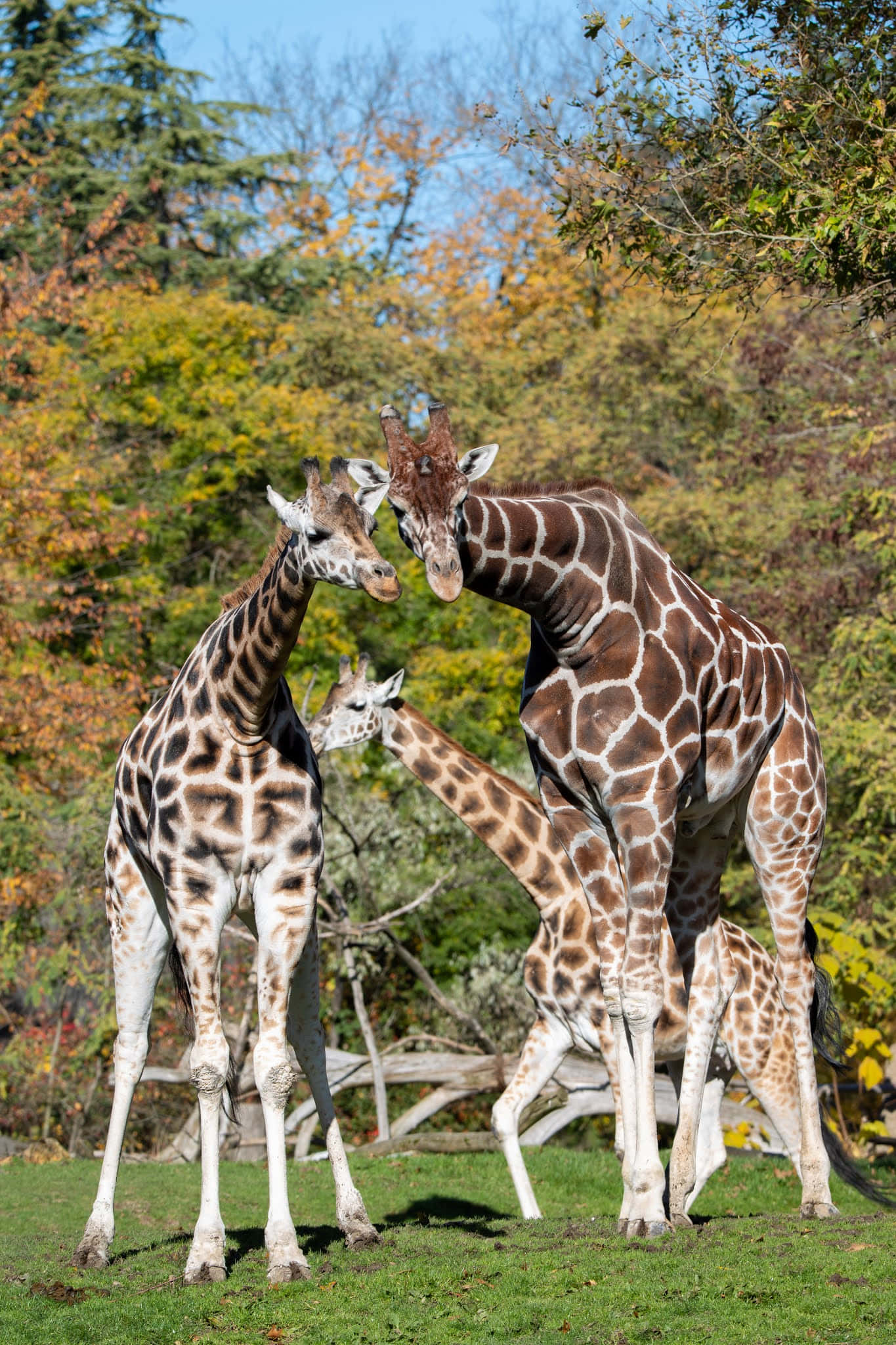 giraffes, Woodland Park Zoo, autumn forest, Full HD Phone Wallpaper