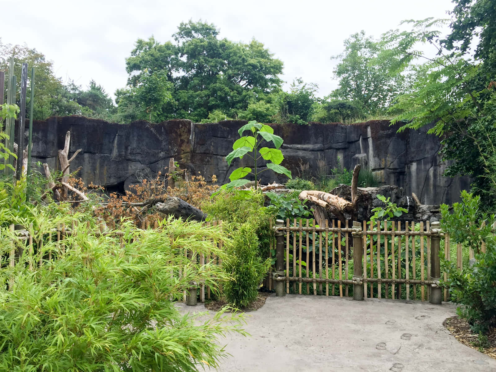 Woodland Park Zoo, bamboo-fenced animal enclosure, lush greenery, HD Desktop Wallpaper