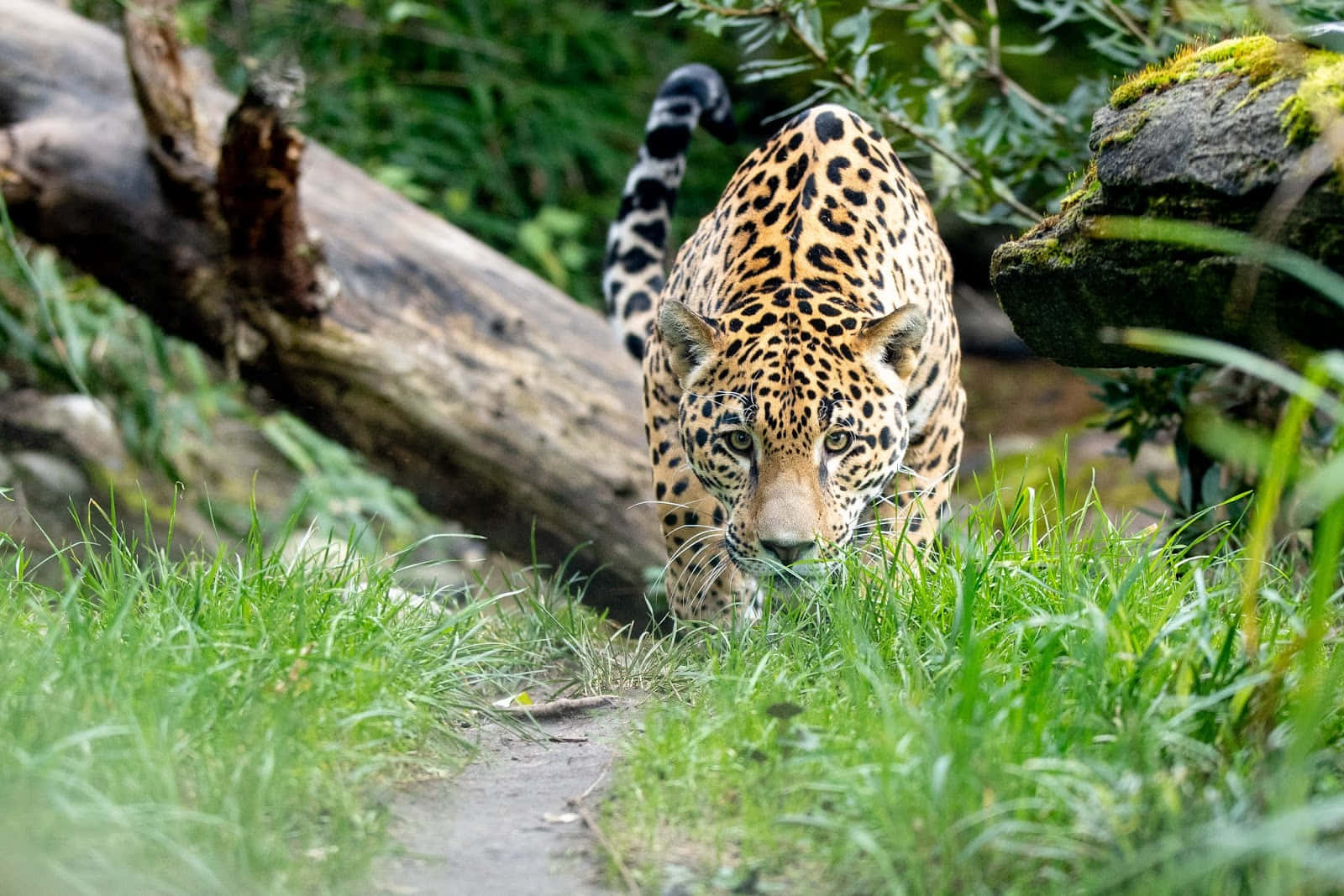 jaguar, woodland park zoo, golden fur, HD Desktop Wallpaper