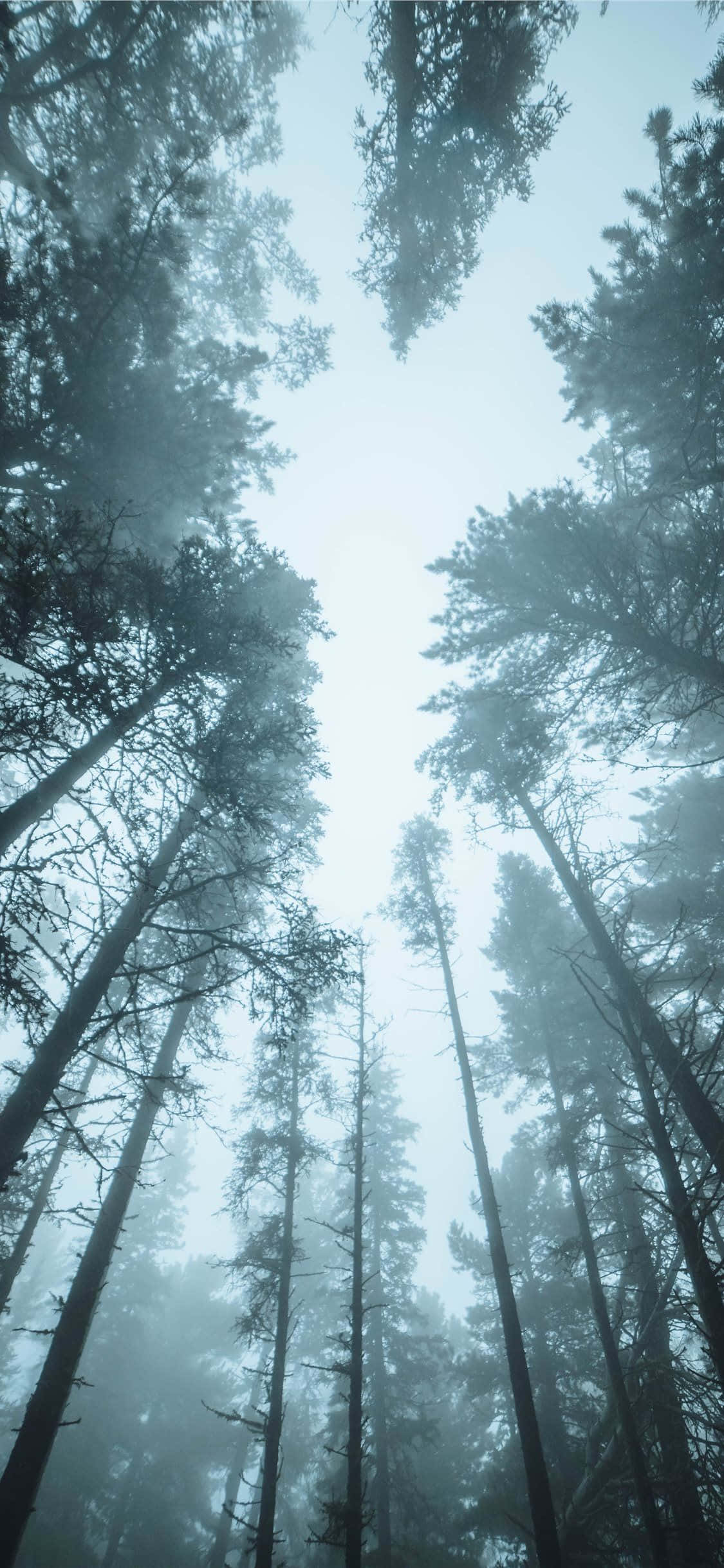 misty forest canopy, towering pine trees, pale blue sky, Full HD Phone Wallpaper