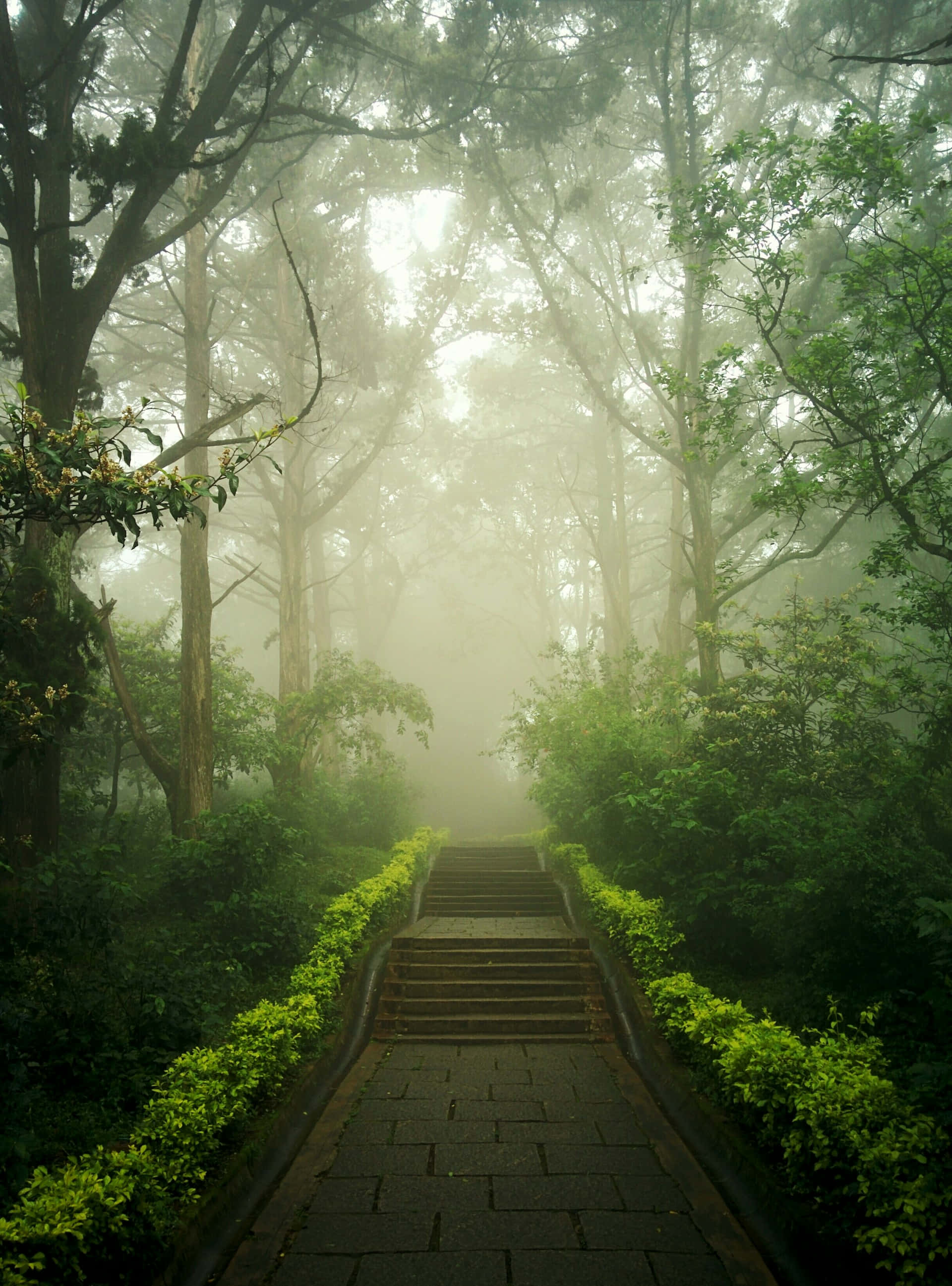 misty forest, stone steps, tall trees, 2K Phone Wallpaper