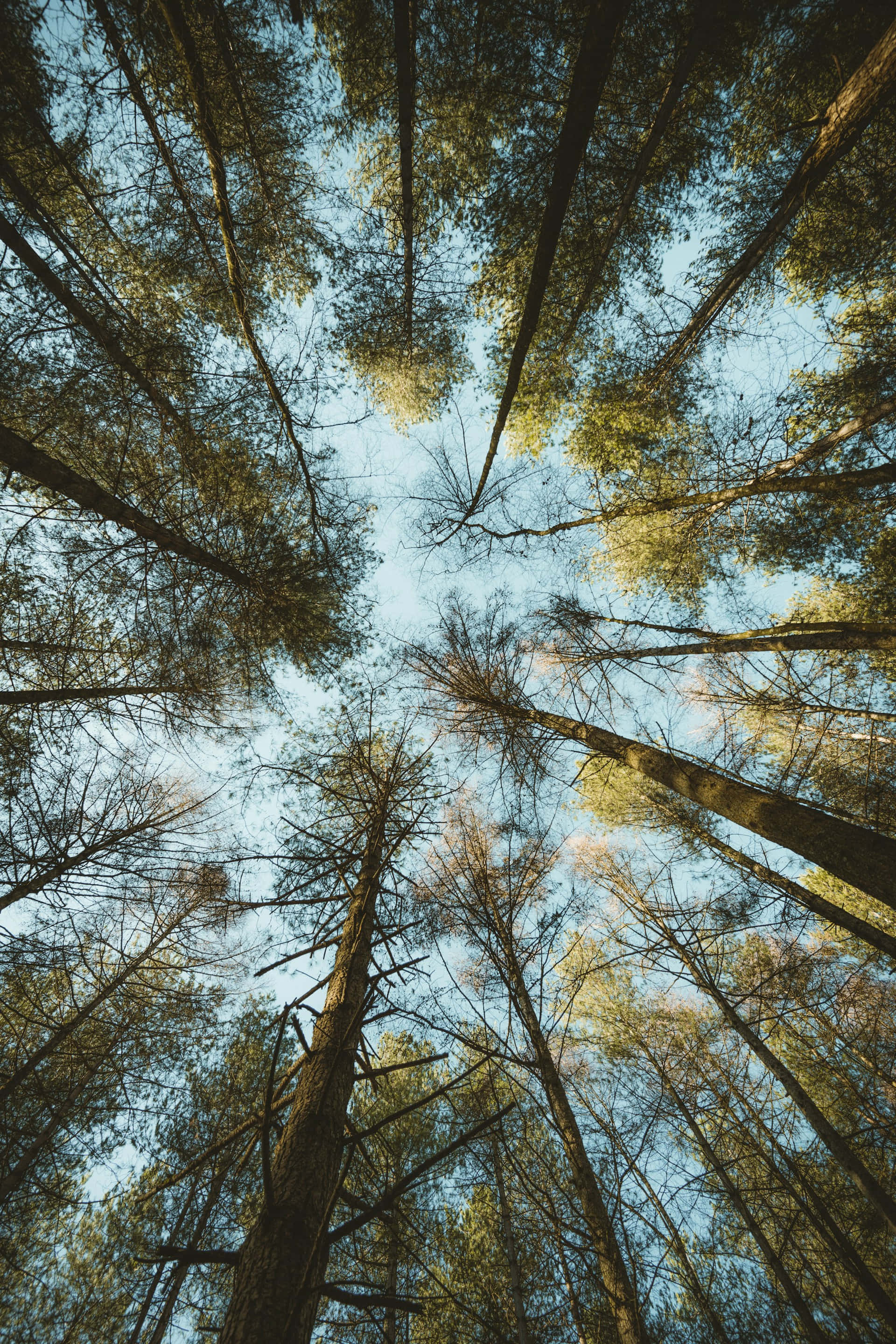 Skyward Forest Canopy View, clear blue sky, dense forest canopy, 2K Phone Wallpaper