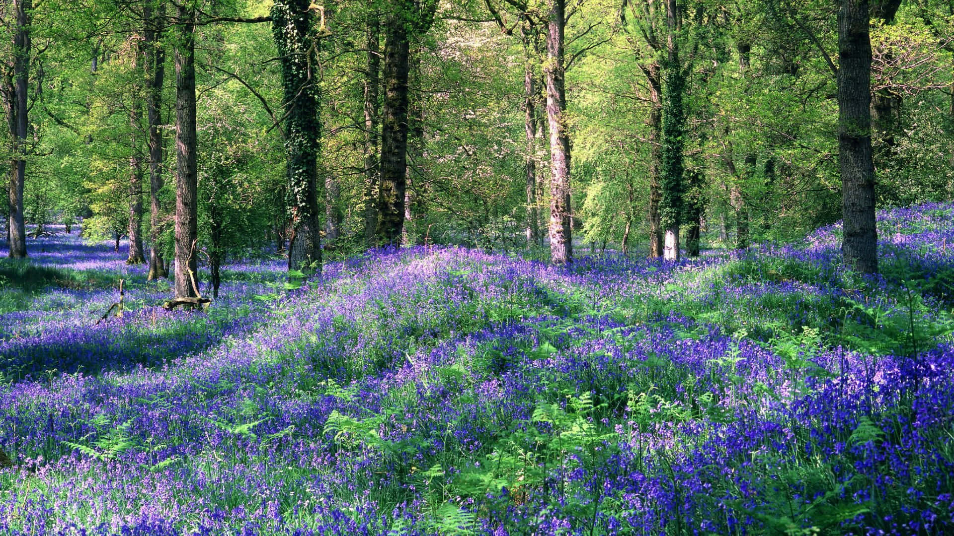 bluebell woodland glade, sunlit forest floor, vibrant purple bluebells, Full HD Desktop Wallpaper
