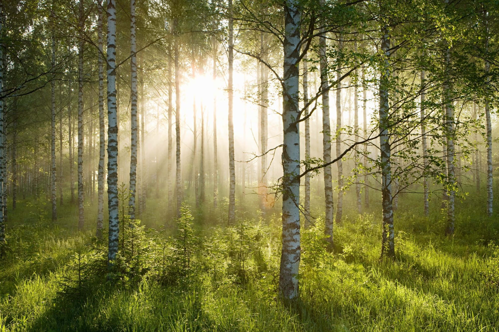sunrise, birch forest, sunlight beams, Full HD Desktop Wallpaper
