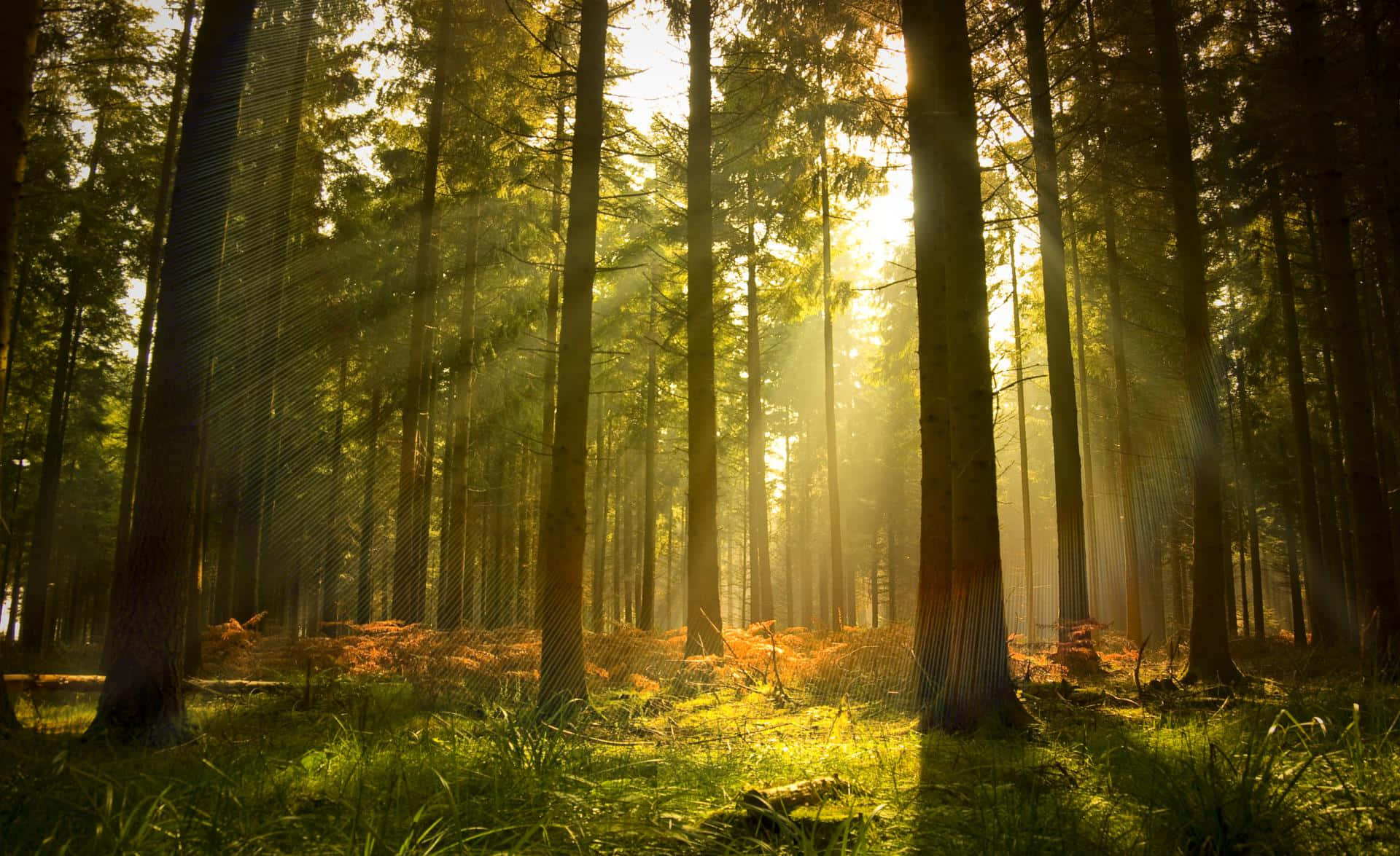 sunlit forest glade, pine trees, mossy forest floor, Full HD Desktop Wallpaper