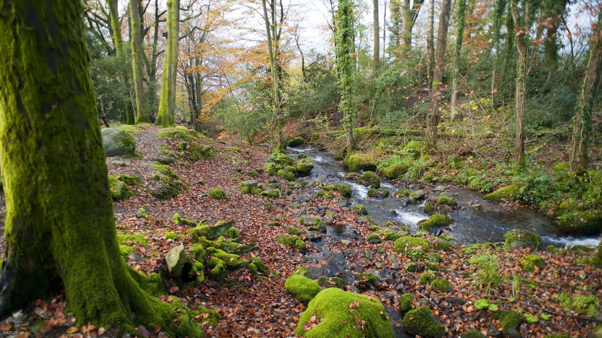 autumn woodland stream, forest stream, mossy rocks, Full HD Desktop Wallpaper