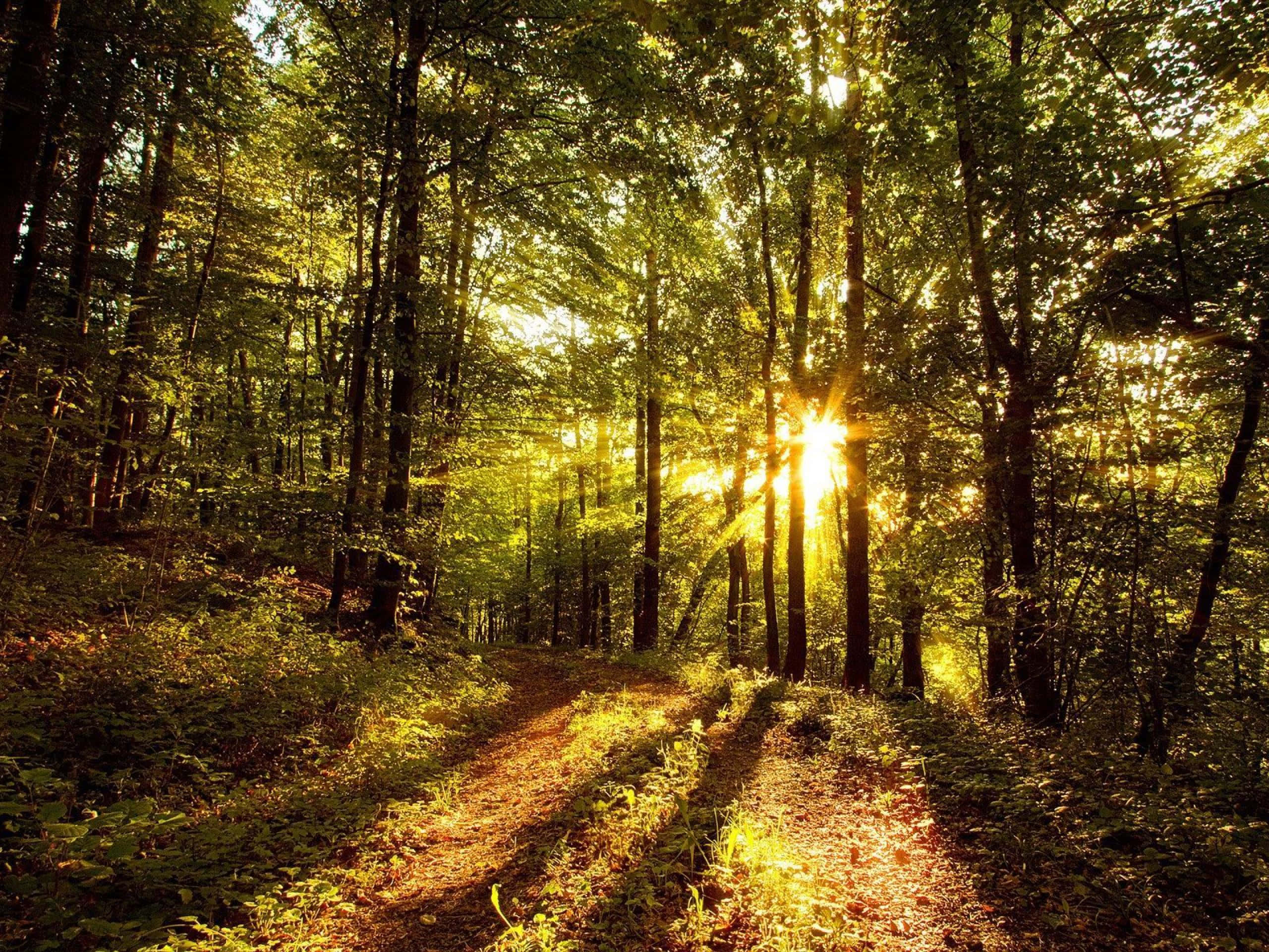 sunlit forest path, dense forest canopy, winding dirt path, 2K Desktop Wallpaper