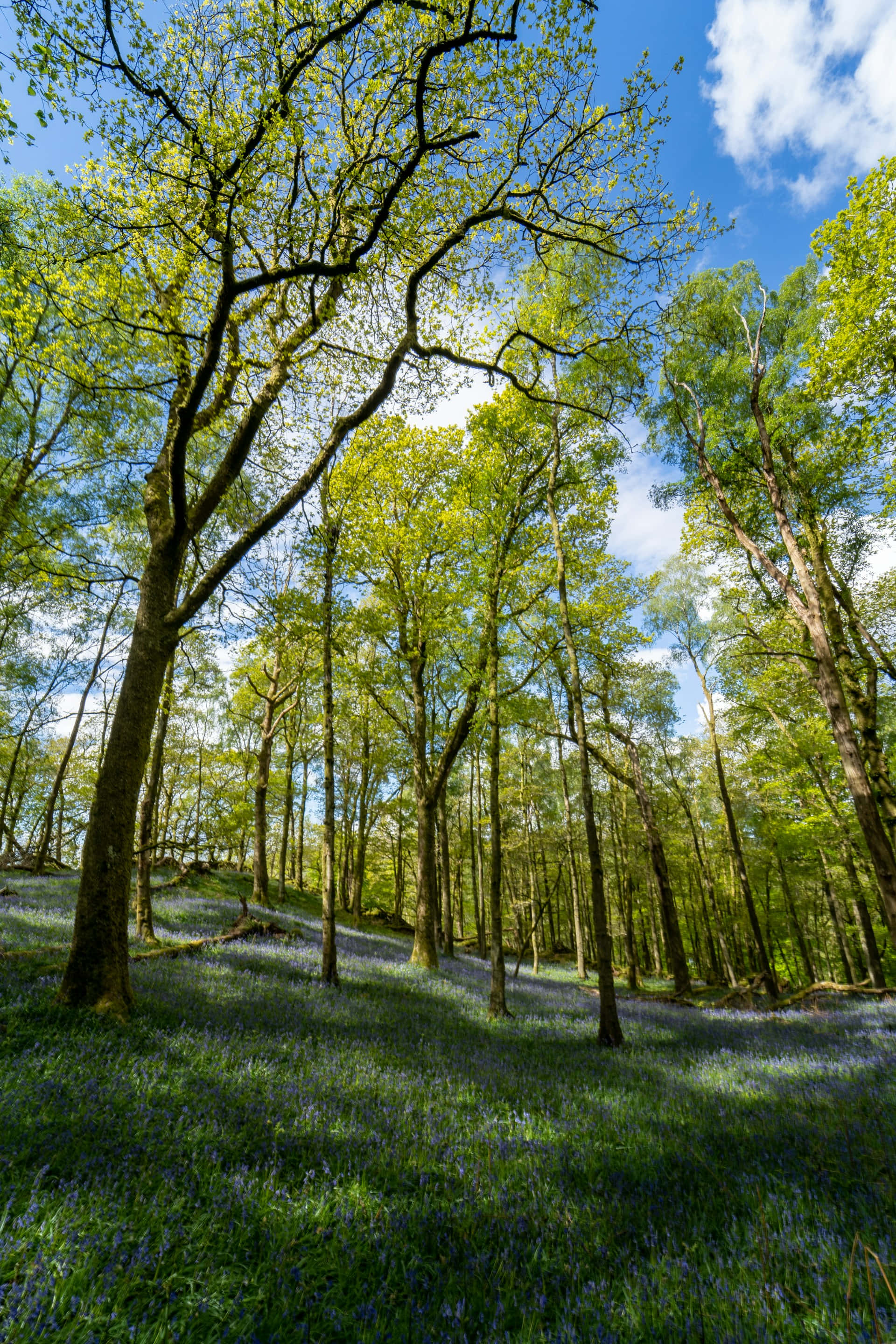 springtime woodland bluebells, bluebells, tall green trees, 2K Phone Wallpaper