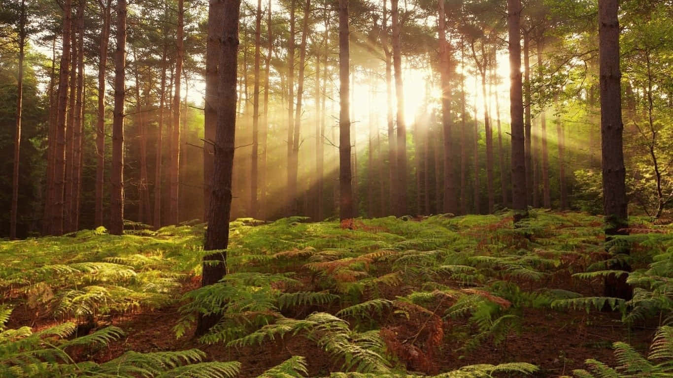 sunrise, forest glade, pine trees, HD Desktop Wallpaper