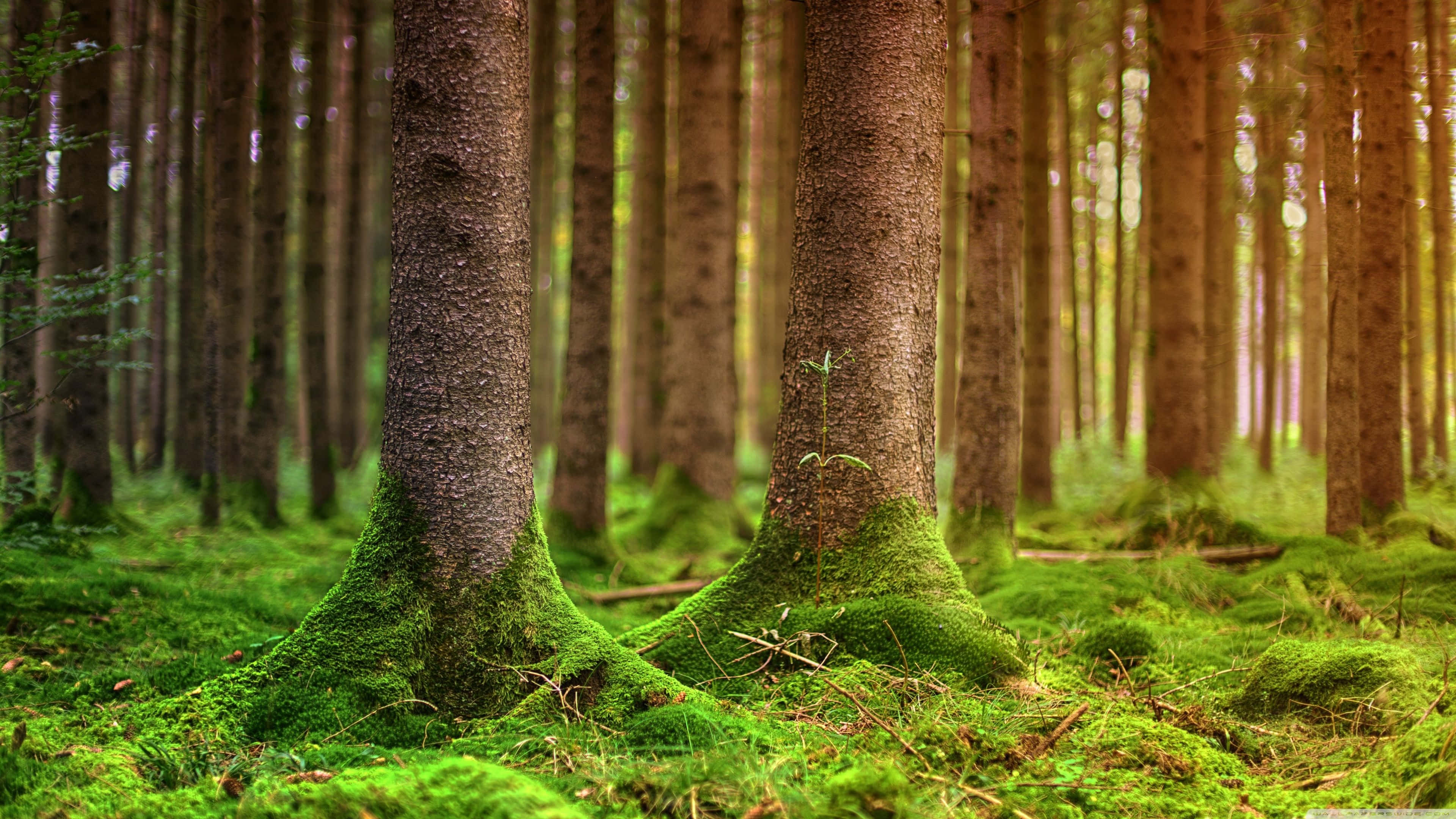 enchanted forest, mossy trees, tall pine trees, 4K Desktop Wallpaper