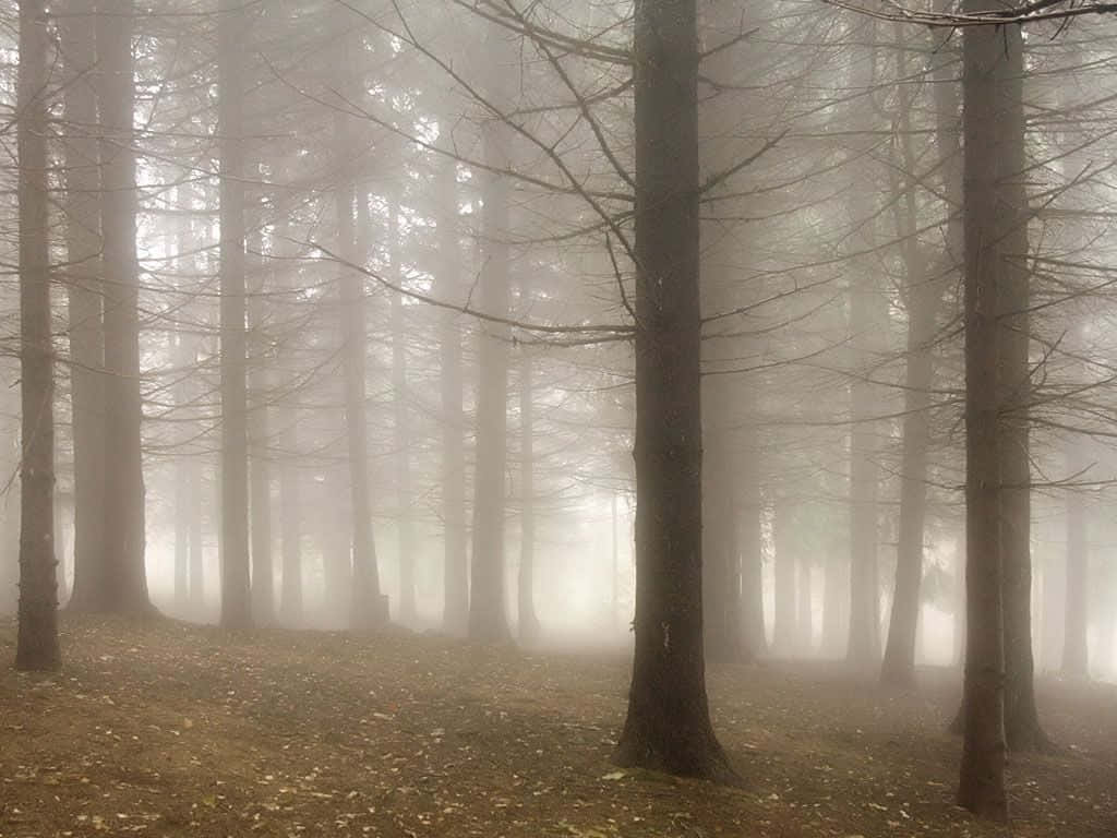 misty forest serenity, tall bare trees, dense foggy forest, SD Desktop Wallpaper