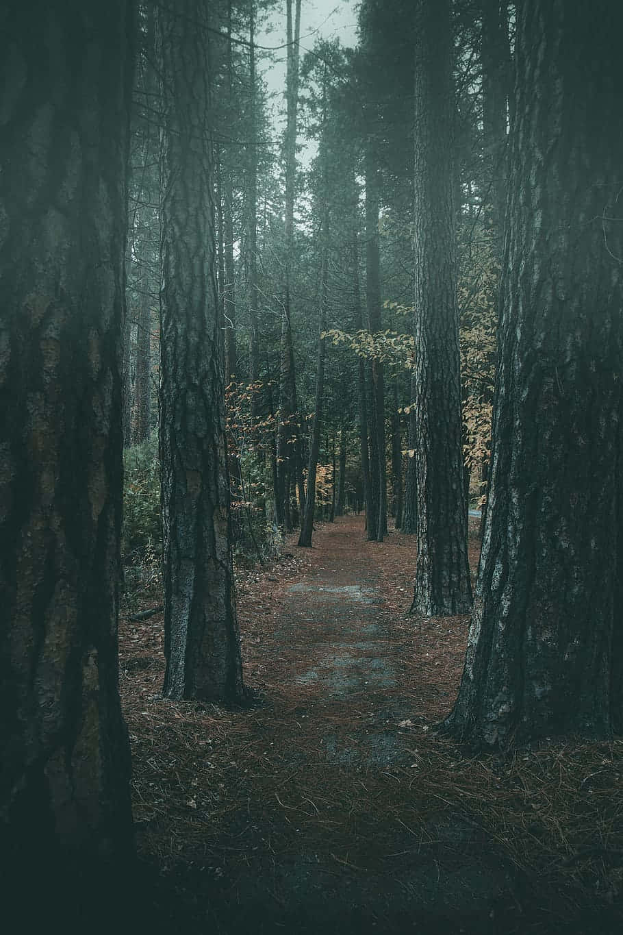 mystical forest path, pine trees, dim overcast sky, HD Phone Wallpaper