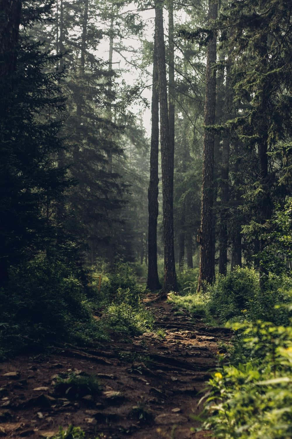 misty forest path, towering evergreens, dappled sunlight, HD Phone Wallpaper