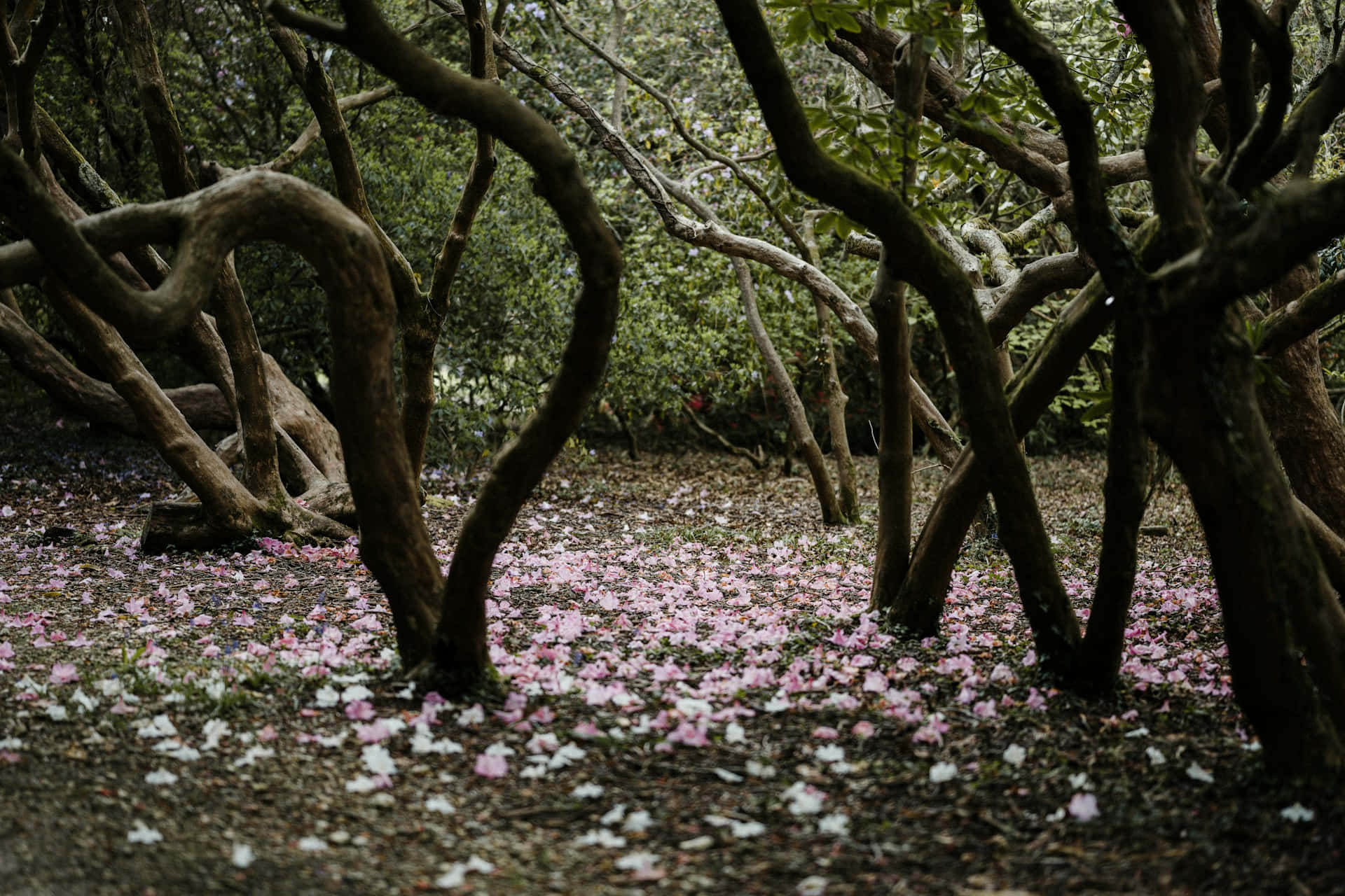 enchanted forest floor, pink petals, cherry blossoms, Full HD Desktop Wallpaper